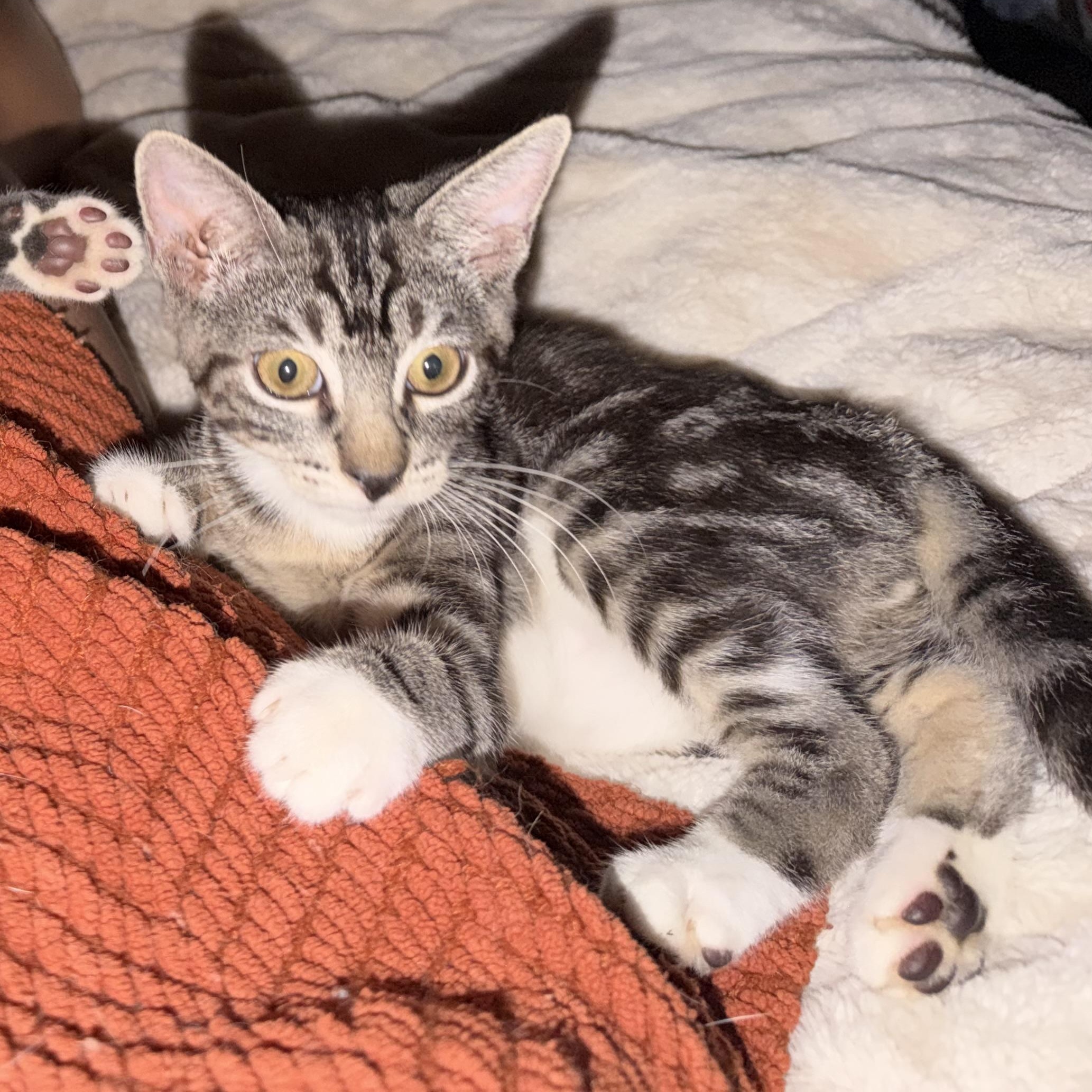 Enlarge Littlefoot, a Adoptable Domestic Short Hair in jacksonville, FL image 6/6