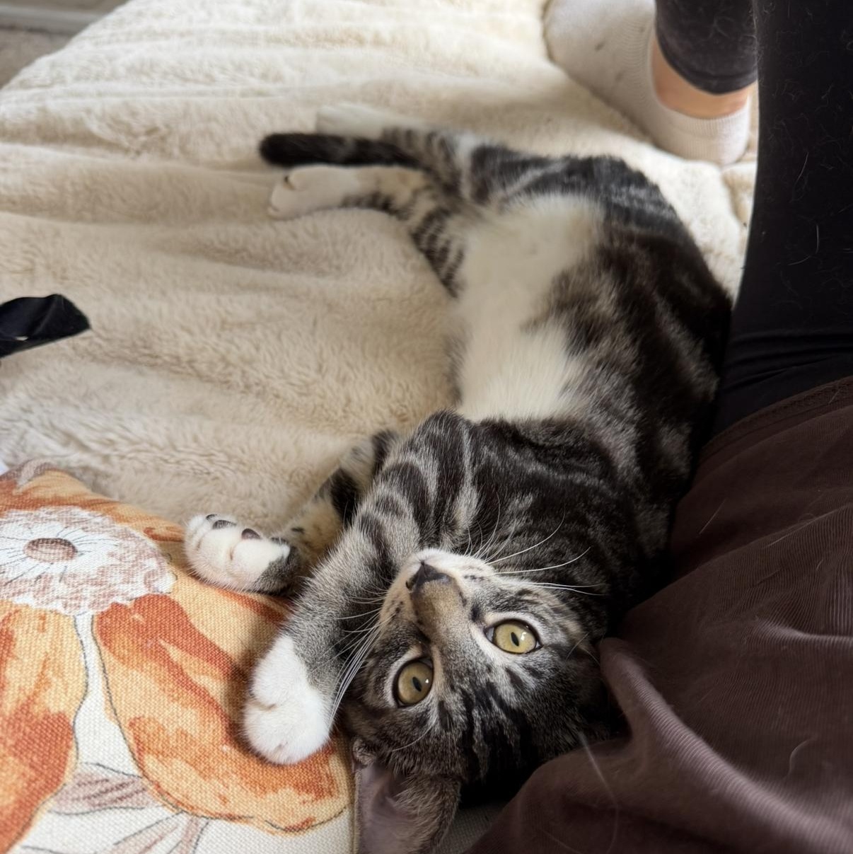 Enlarge Littlefoot, a Adoptable Domestic Short Hair in jacksonville, FL image 3/6