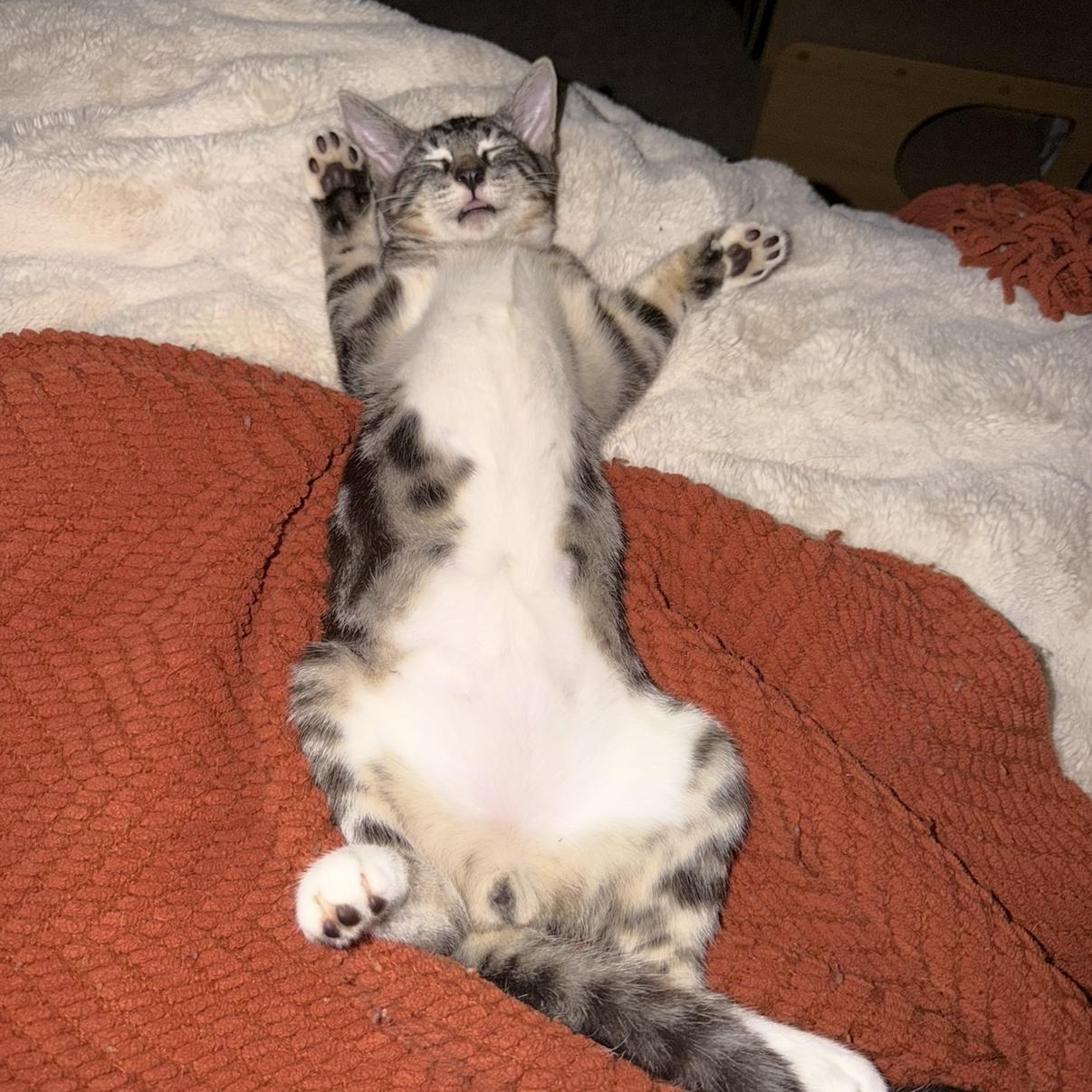 Enlarge Littlefoot, a Adoptable Domestic Short Hair in jacksonville, FL image 4/6