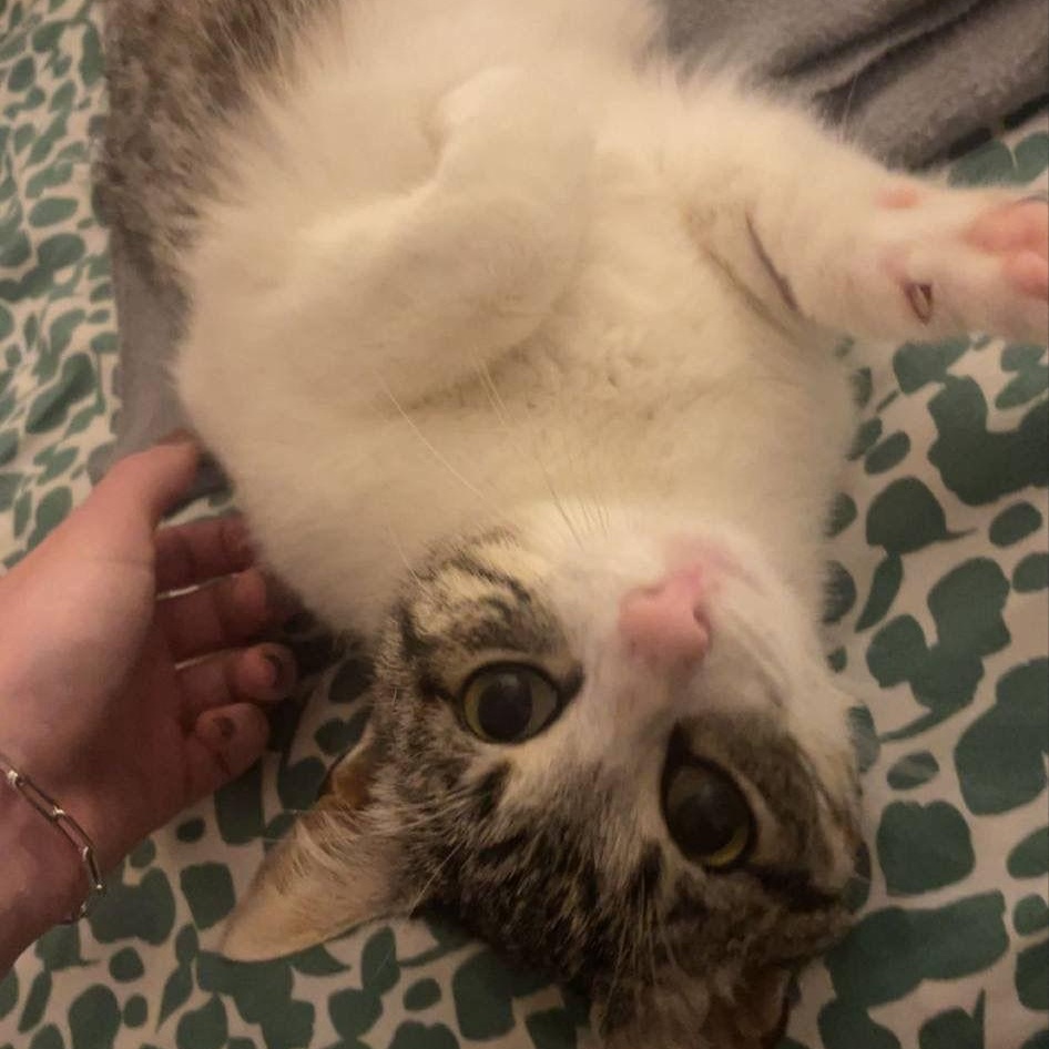 Tuna photo 2
