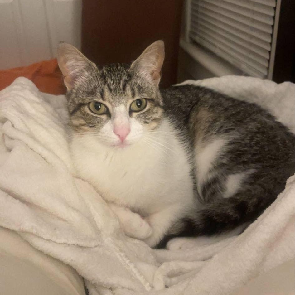 Tuna, an adoptable Domestic Short Hair in Mississippi State, MS, 39762 | Photo Image 4