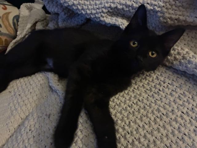 Enlarge Meadow, a Adoptable Domestic Short Hair in Kenosha, WI image 1/1