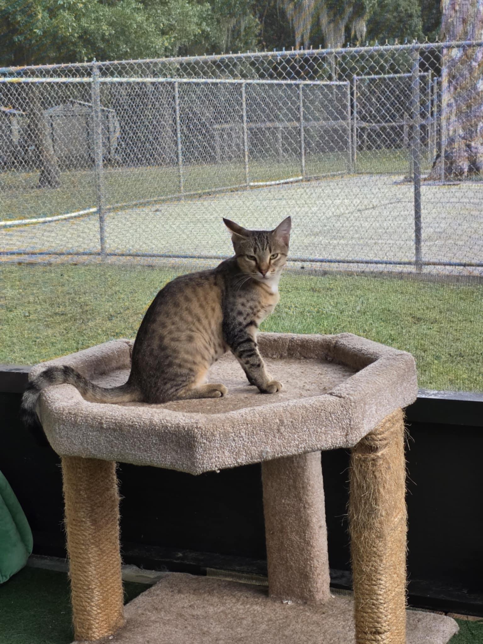 Enlarge Beaker, a ADOPTABLE Domestic Short Hair in Umatilla, FL image 3/4