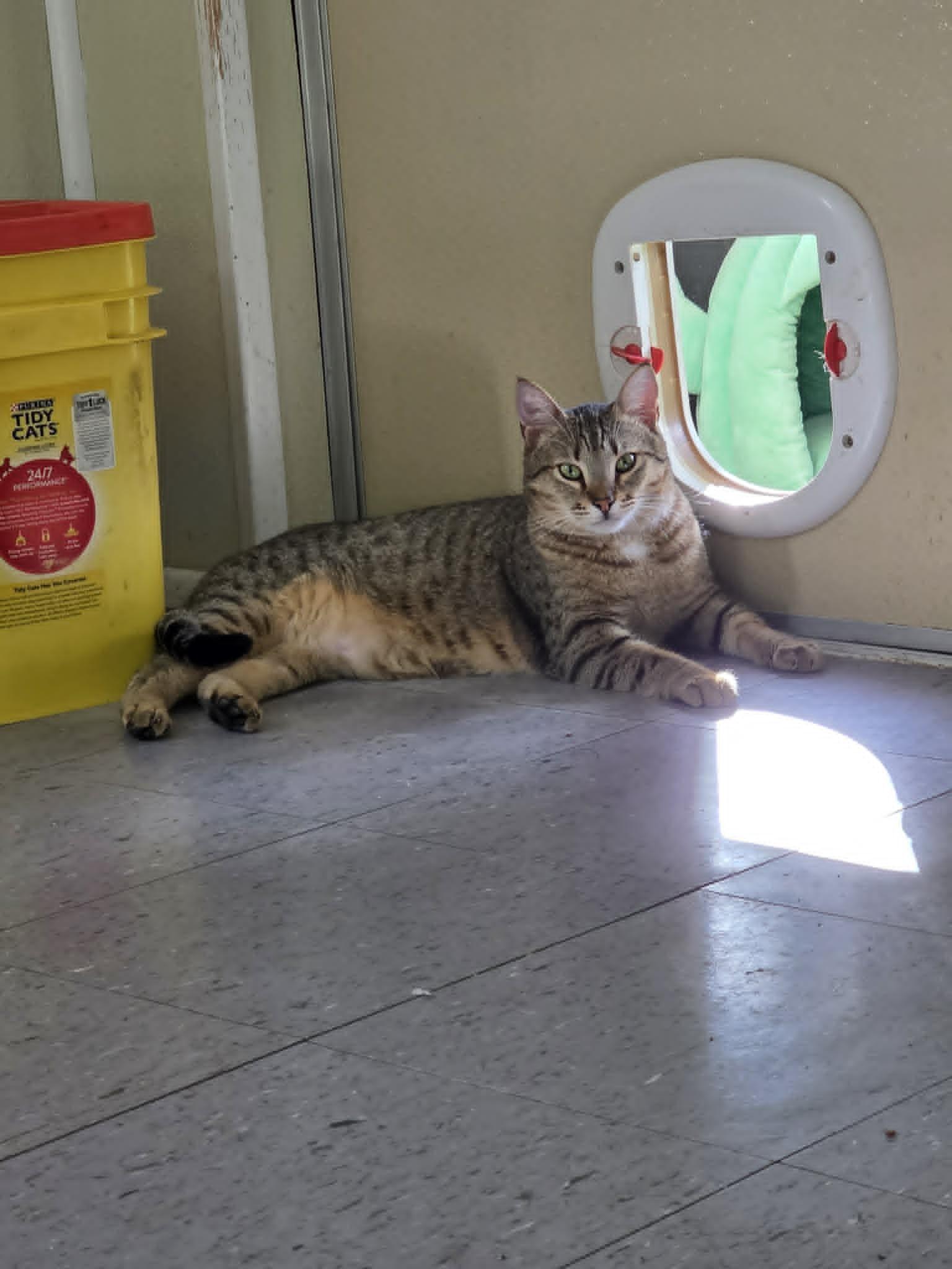 Enlarge Beaker, a ADOPTABLE Domestic Short Hair in Umatilla, FL image 5/5