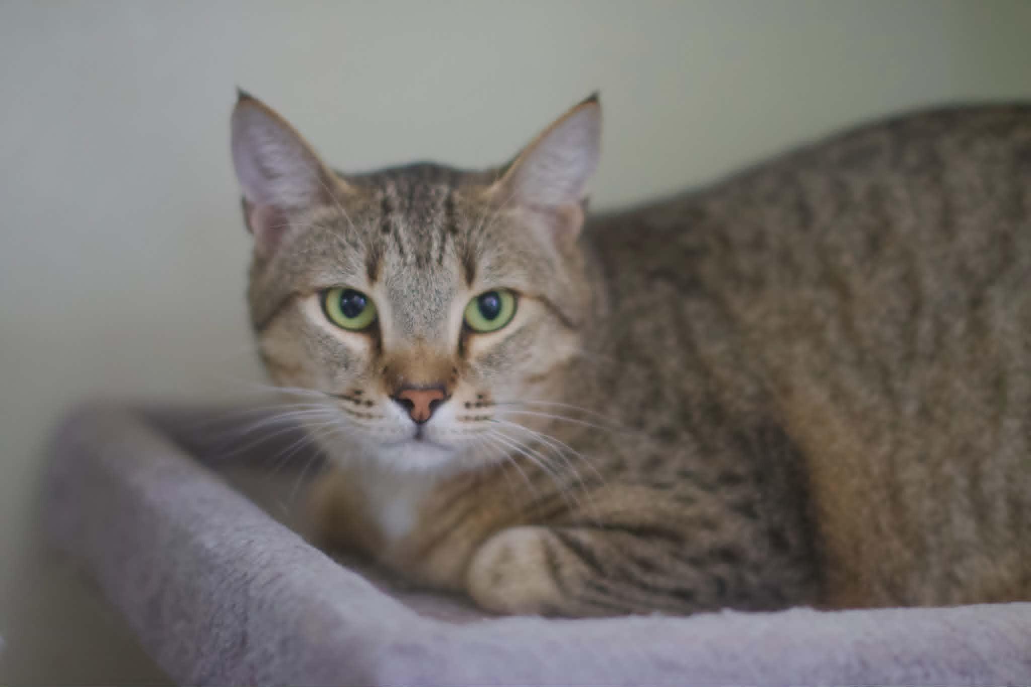Enlarge Beaker, a ADOPTABLE Domestic Short Hair in Umatilla, FL image 1/5