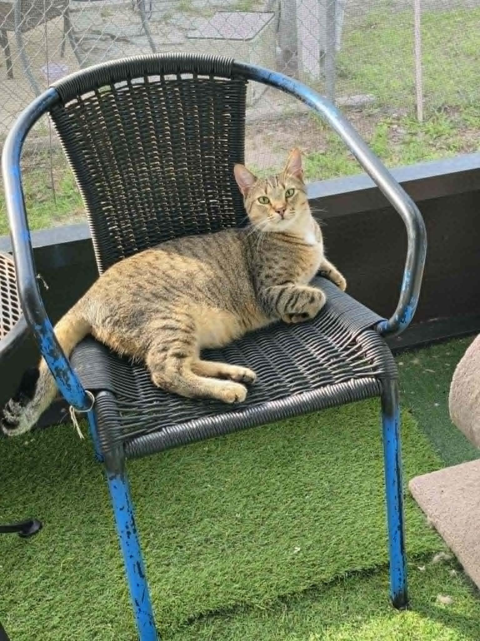 Enlarge Beaker, a ADOPTABLE Domestic Short Hair in Umatilla, FL image 5/5
