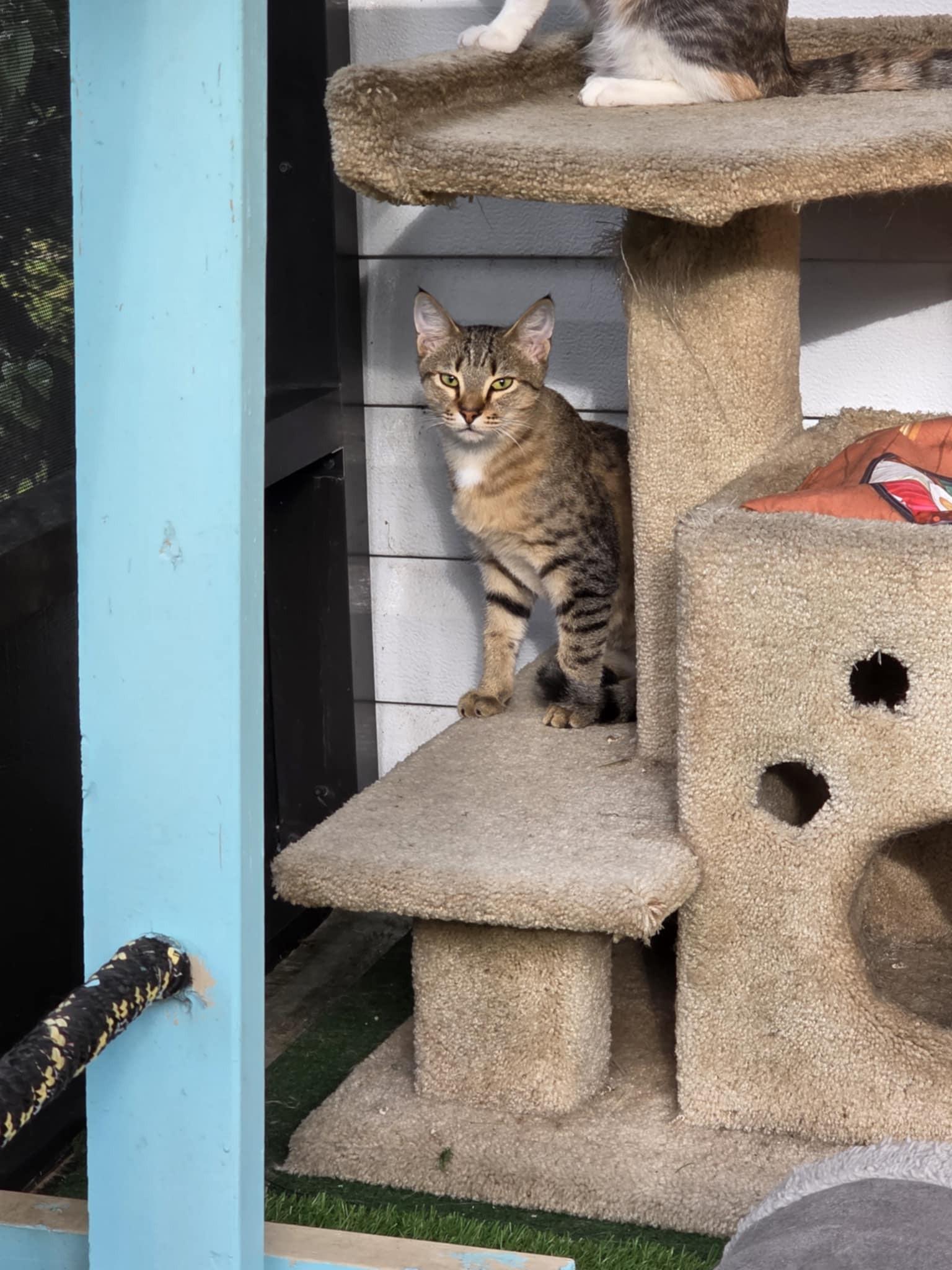 Enlarge Beaker, a ADOPTABLE Domestic Short Hair in Umatilla, FL image 2/4