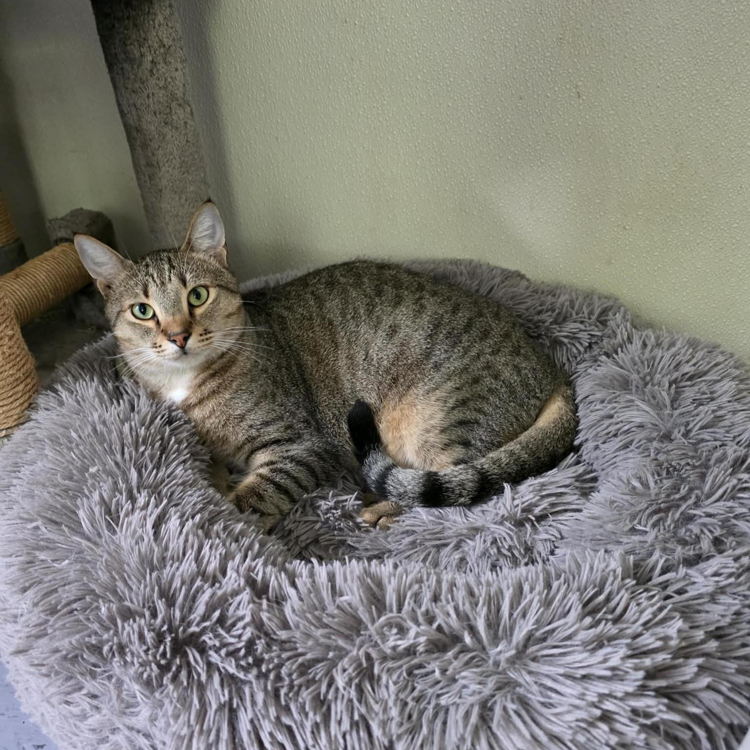 Beaker, ADOPTABLE, Young Male Domestic Short Hair.