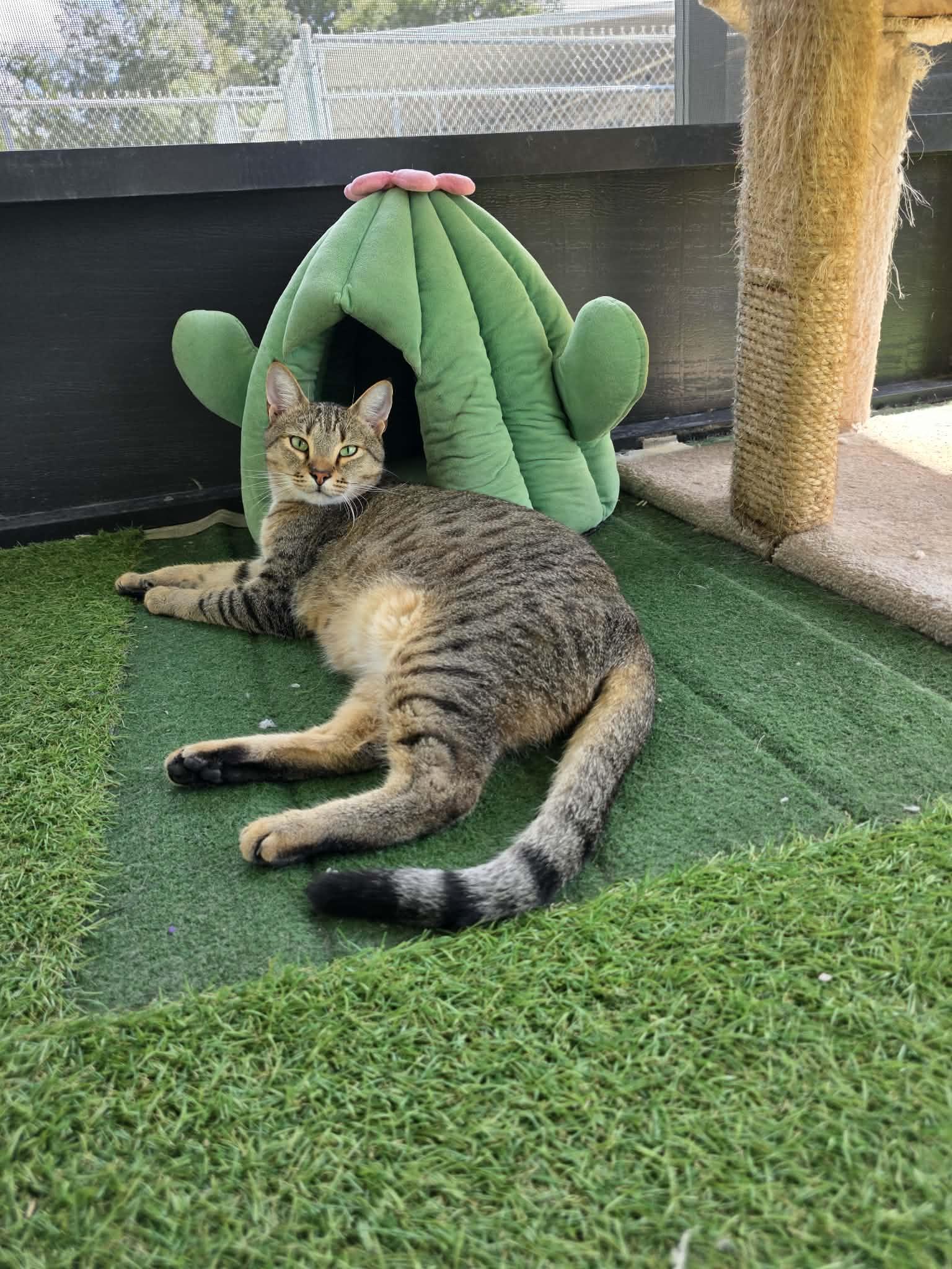 Enlarge Beaker (SPONSORED), a Adoptable Domestic Short Hair in Umatilla, FL image 5/5