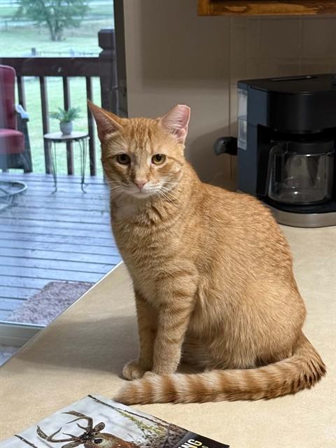 Enlarge PERRY, a Adoptable Domestic Short Hair in Saint Peters, MO image 1/1