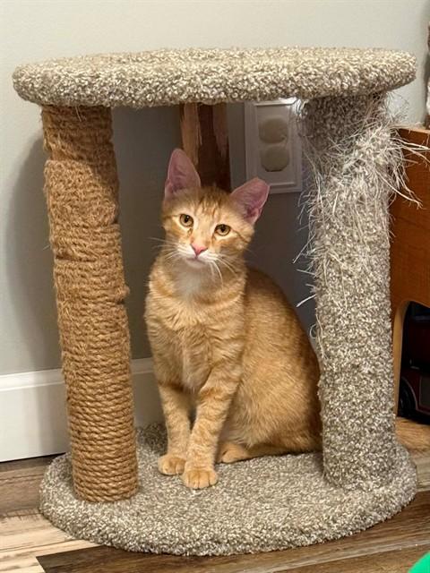 Enlarge PERRY, a Adoptable Domestic Short Hair in Saint Peters, MO image 1/1