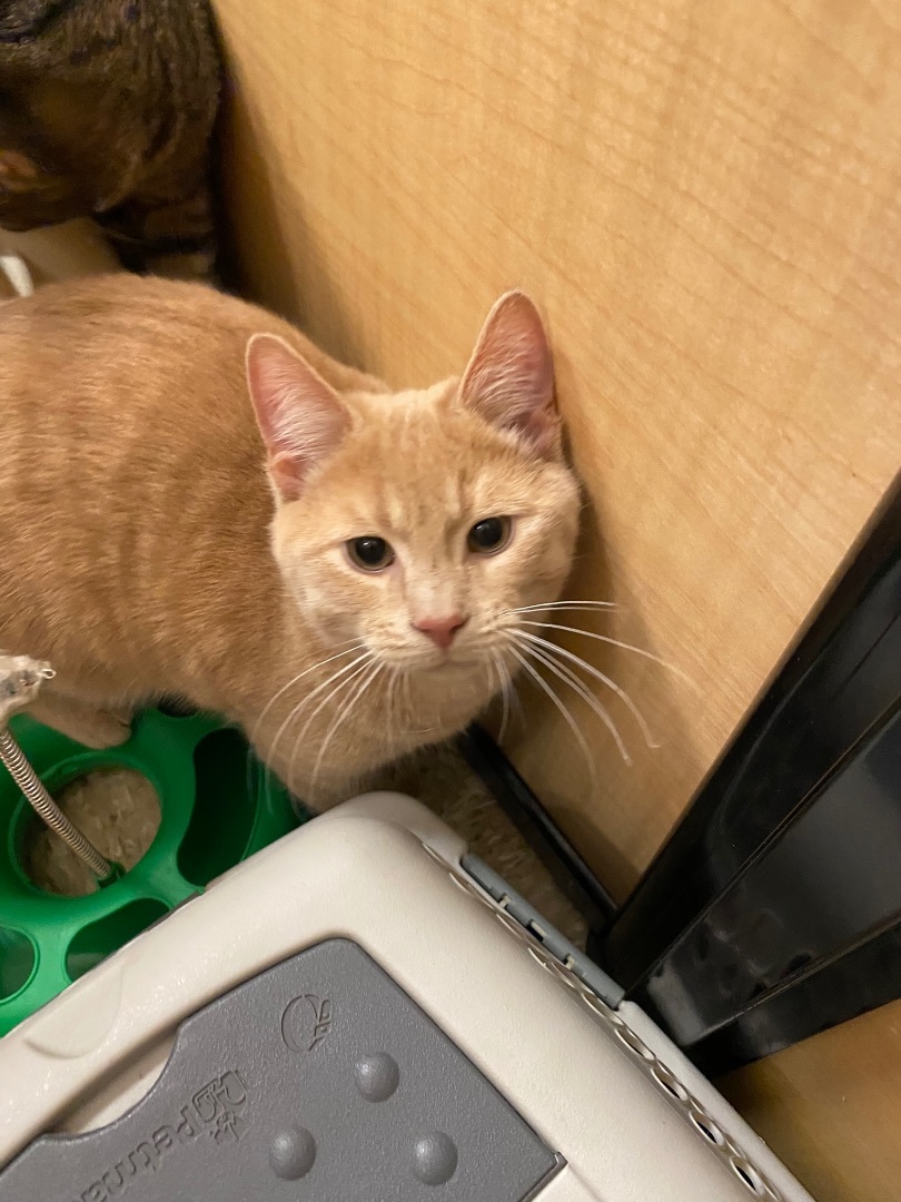 Tia, Todd, Tristan and Tess , Adopted, Kitten Male Domestic Short Hair.