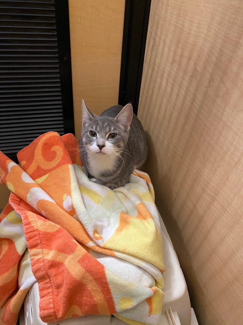 Enlarge Tia, Todd, Tristan and Tess , a Adopted Domestic Short Hair in Woburn, MA image 2/4