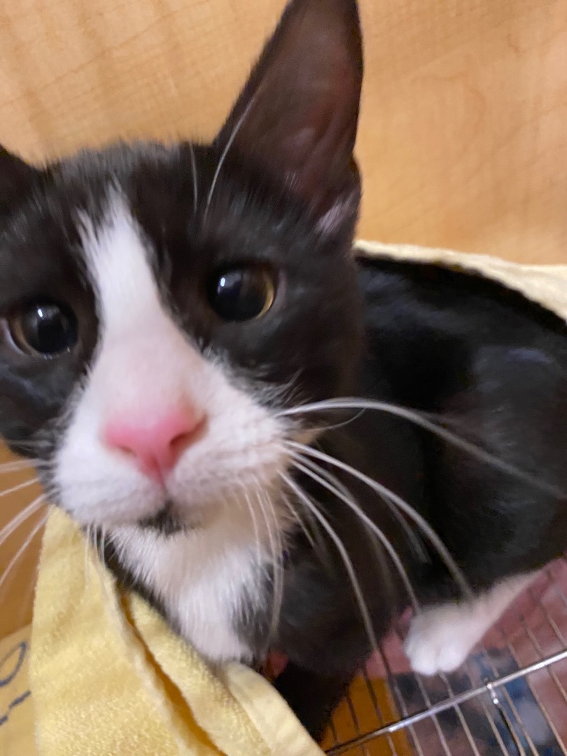 Enlarge Tia, Todd, Tristan and Tess , a Adopted Domestic Short Hair in Woburn, MA image 3/4