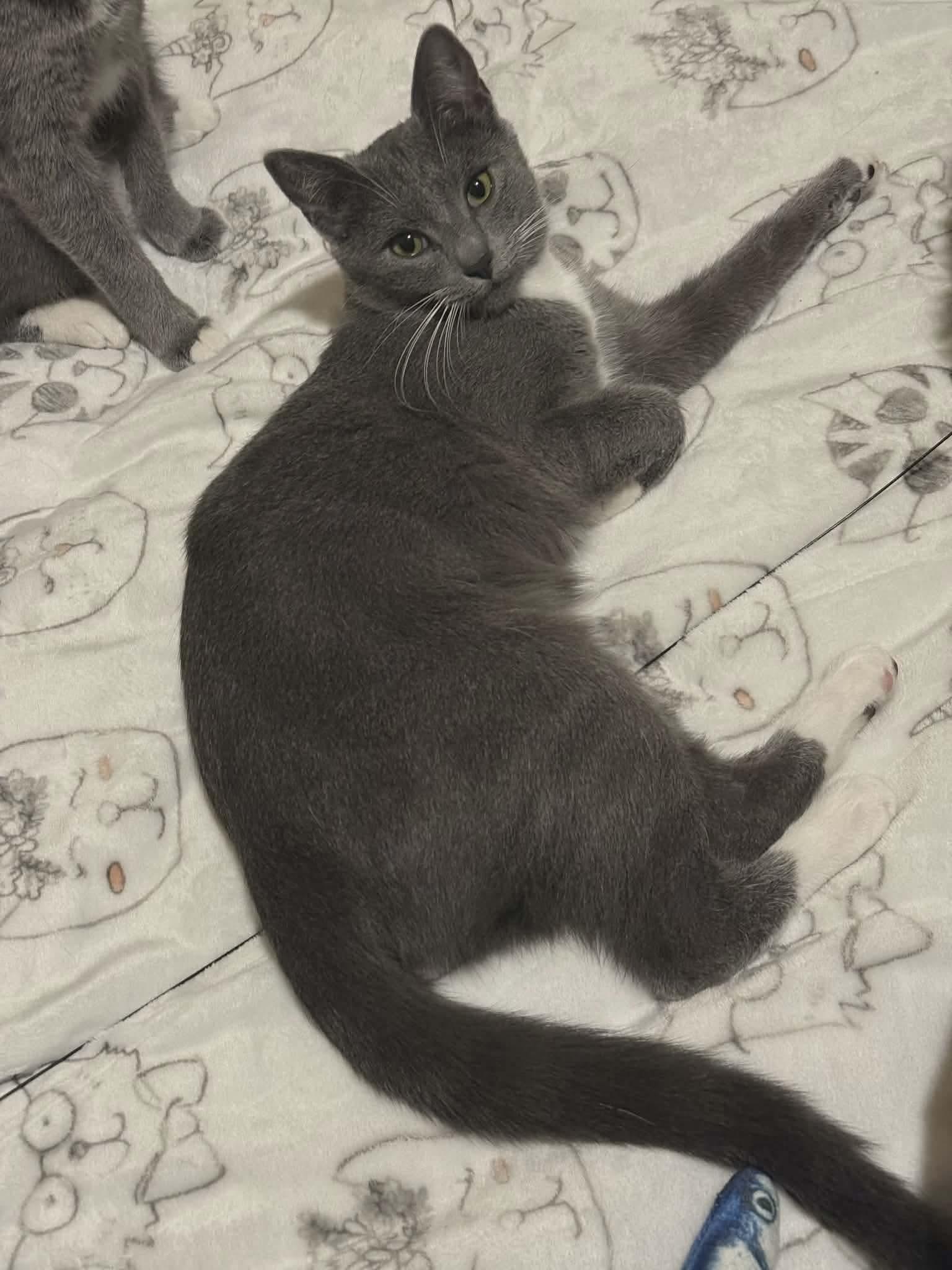 Enlarge Ash-Tuxedo Litter, a Adoptable mixed breed in Gladstone, OR image 4/5