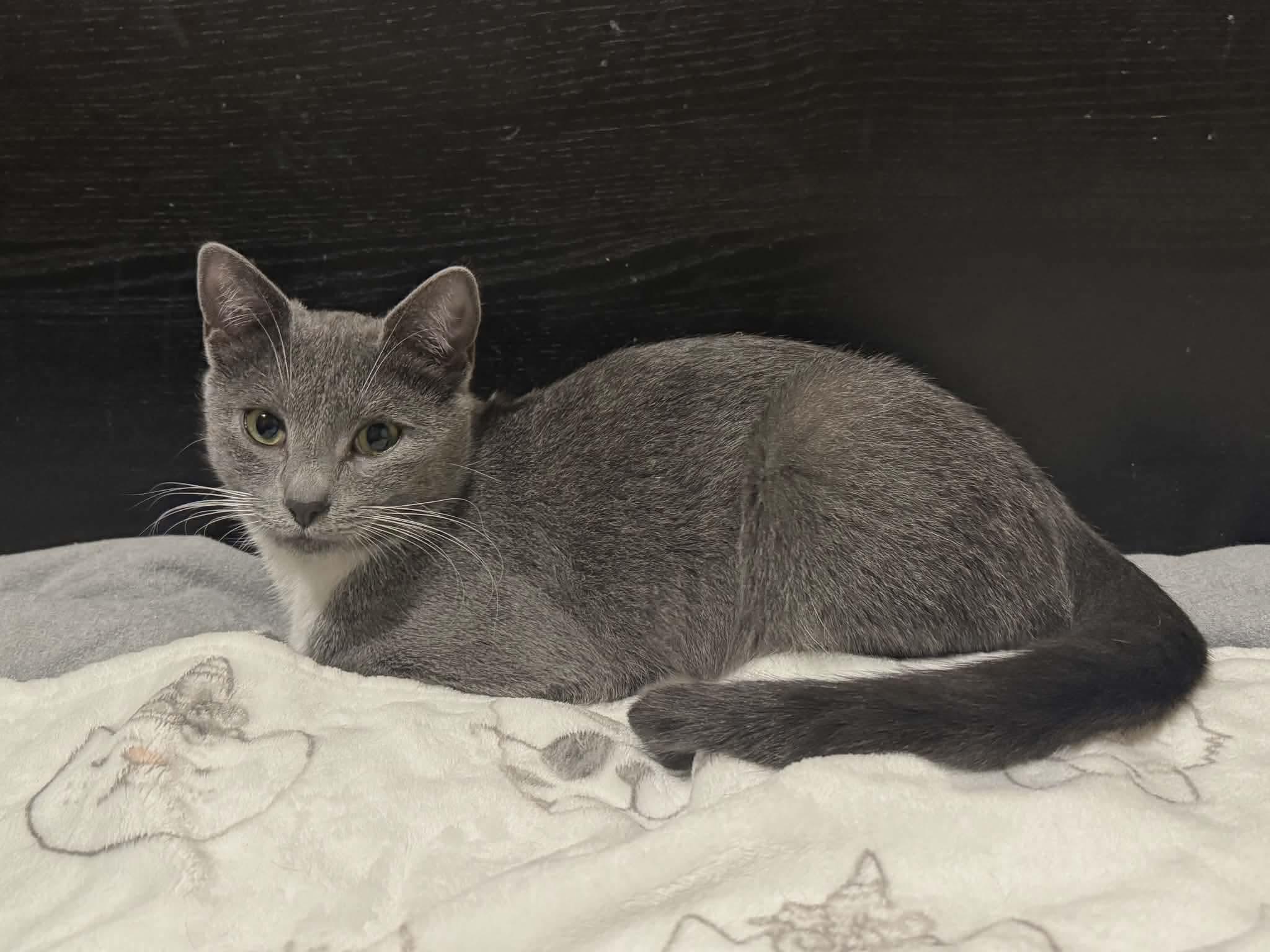 Enlarge Ash-Tuxedo Litter, a Adoptable mixed breed in Gladstone, OR image 3/5