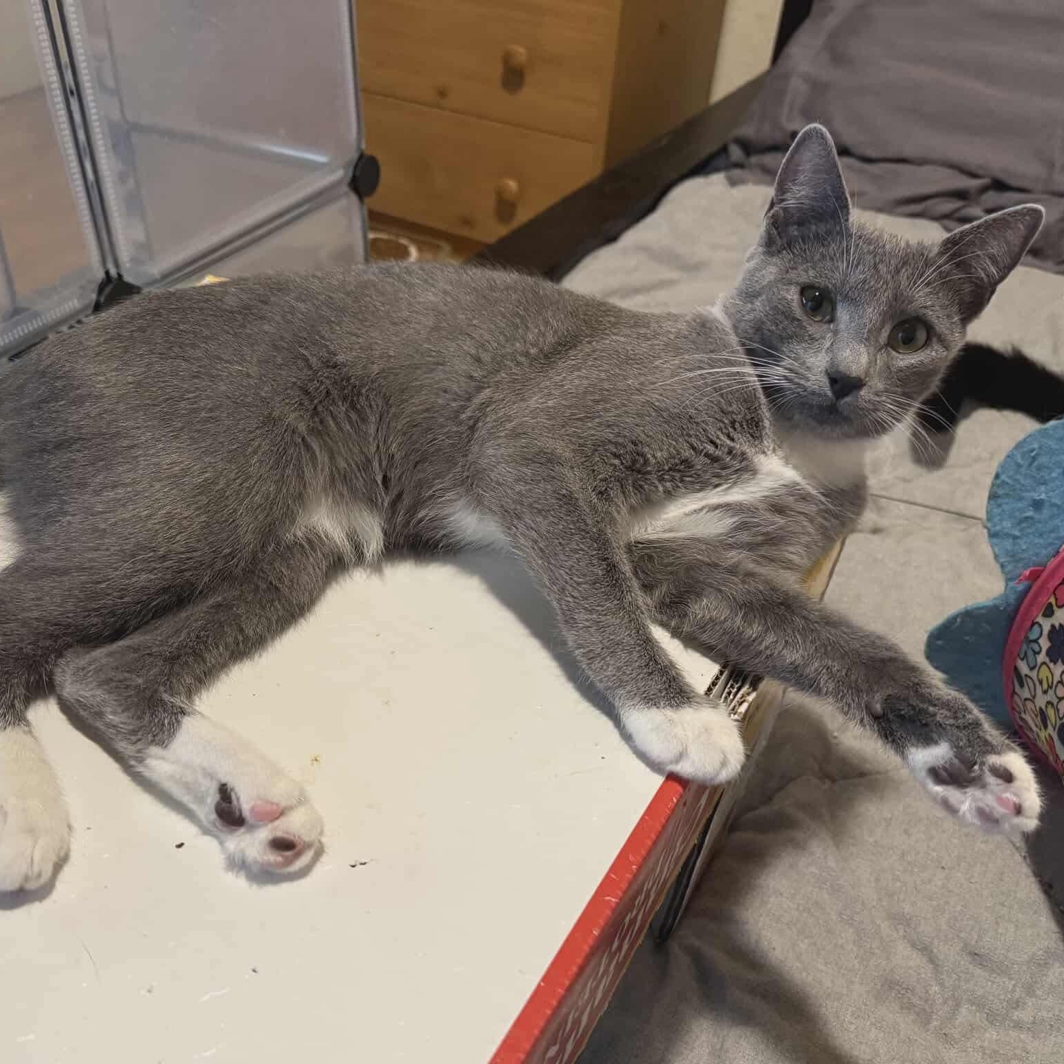 Enlarge Ash-Tuxedo Litter, a Adoptable mixed breed in Gladstone, OR image 5/5