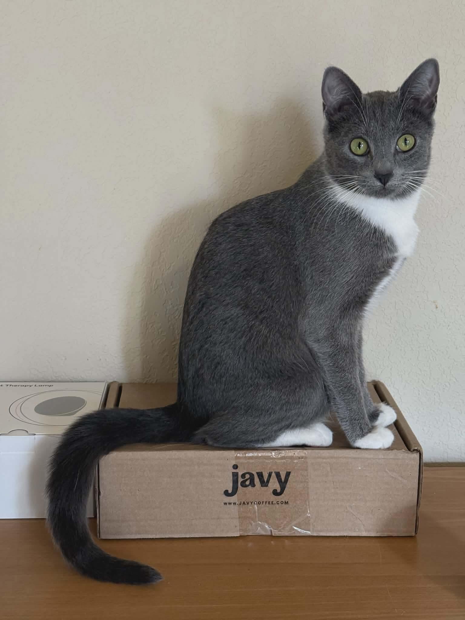 Enlarge Ash-Tuxedo Litter, a Adoptable mixed breed in Gladstone, OR image 1/5