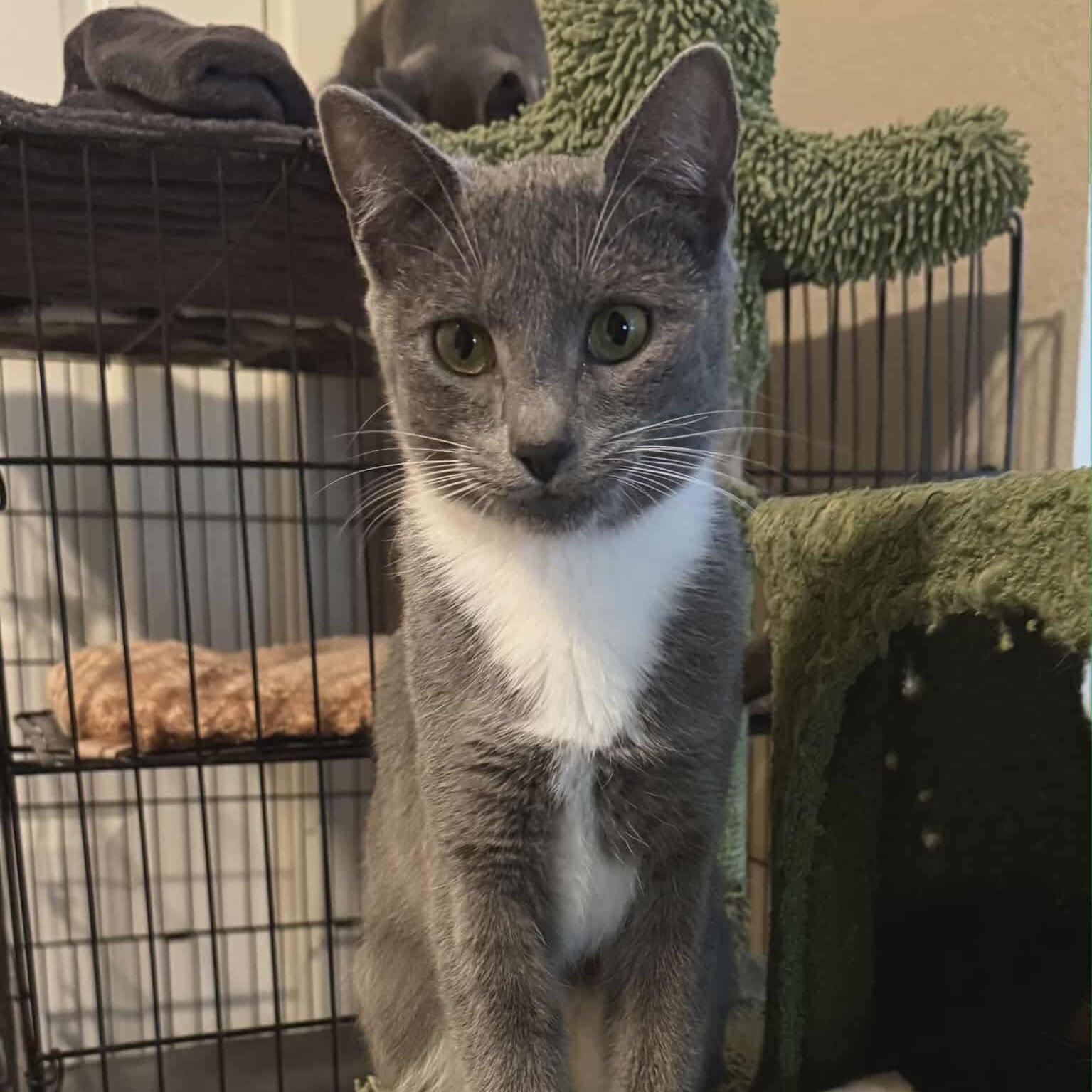 Enlarge Ash-Tuxedo Litter, a Adoptable mixed breed in Gladstone, OR image 2/5