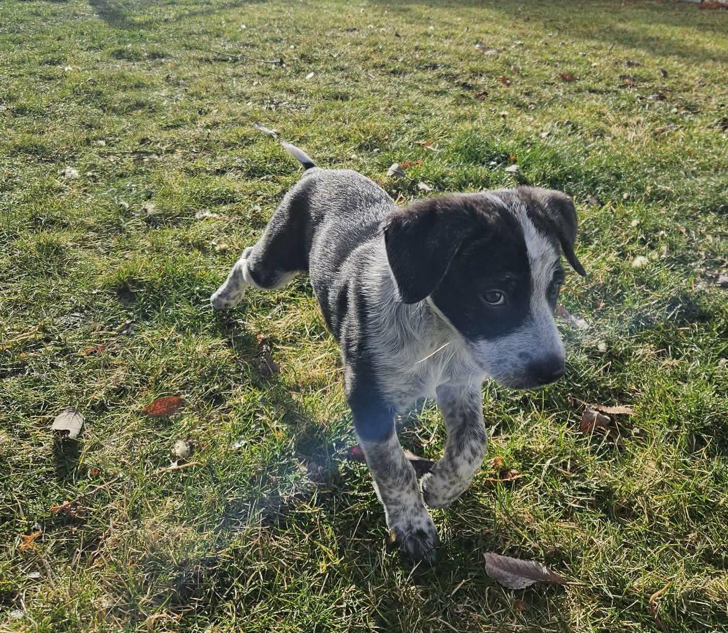 Oreo, Adopted, Young Male Catahoula Leopard Dog.