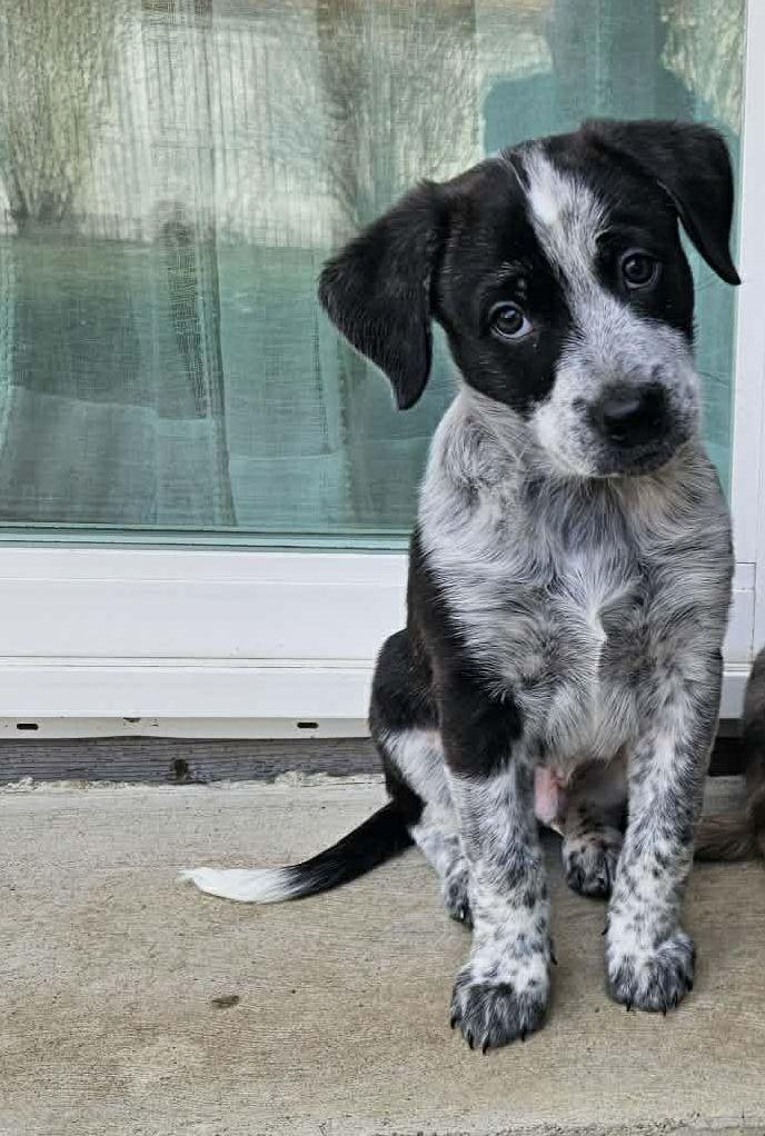 Enlarge Oreo, a Adopted mixed breed in LEWISTON, ID image 2/3