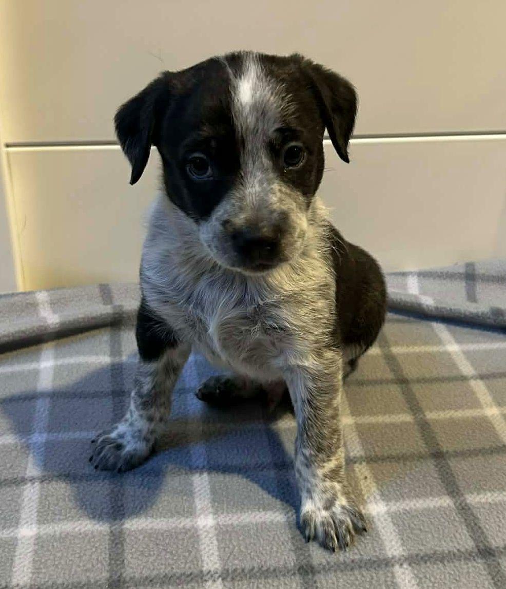 Enlarge Oreo, a Adopted mixed breed in LEWISTON, ID image 3/3