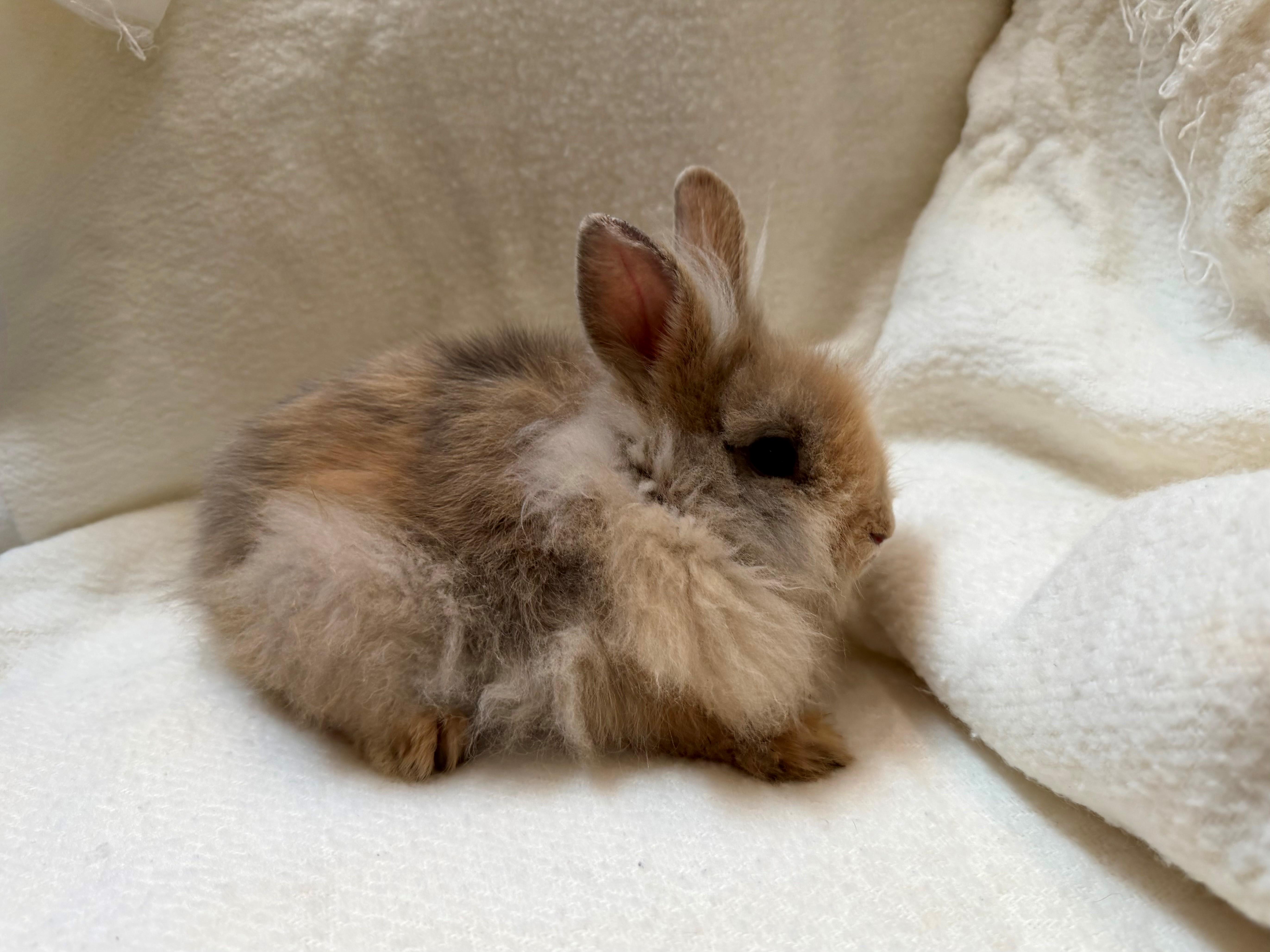 Jackie, ADOPTABLE, Young Female Lionhead.