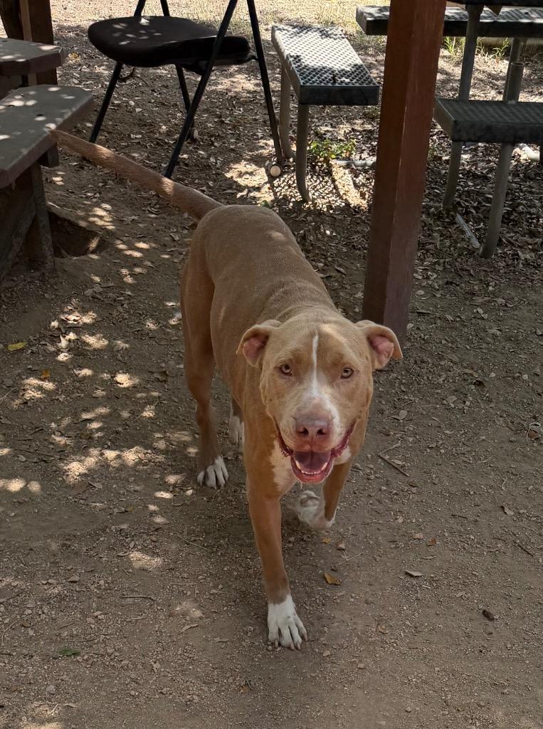 Tex, Adoptable, Adult Male Staffordshire Bull Terrier.
