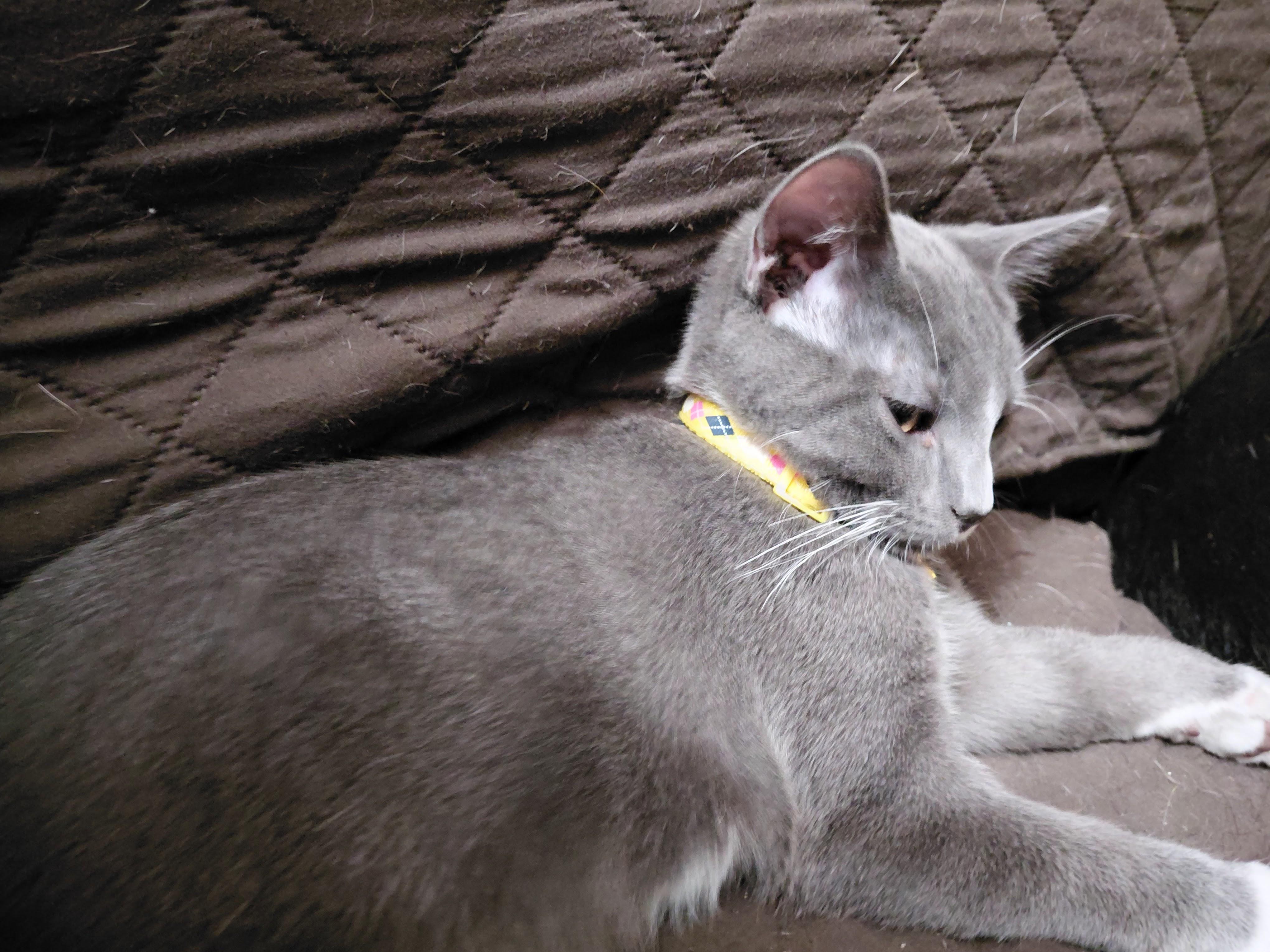 Patrick, a Adoptable Domestic Short Hair in Waseca, MN image 1/3