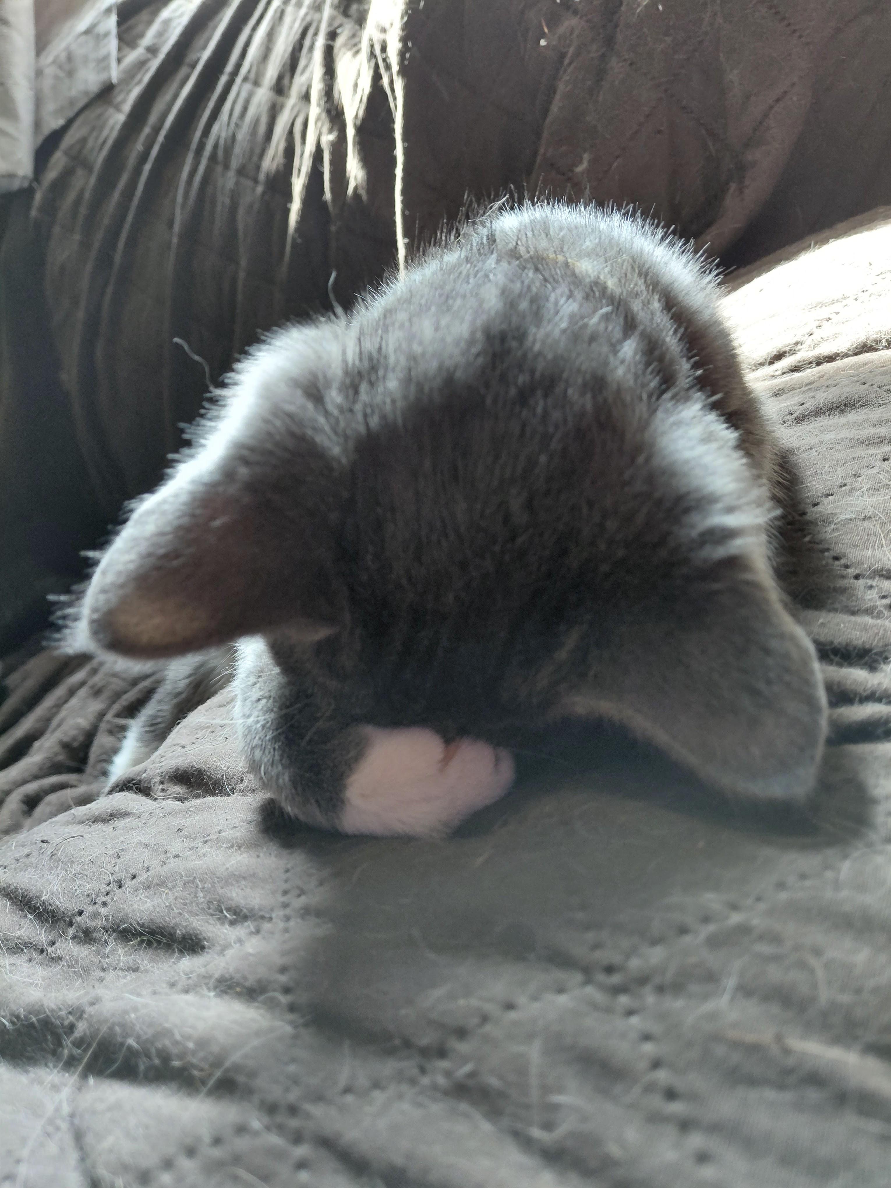 Patrick, a Adoptable Domestic Short Hair in Waseca, MN image 2/3