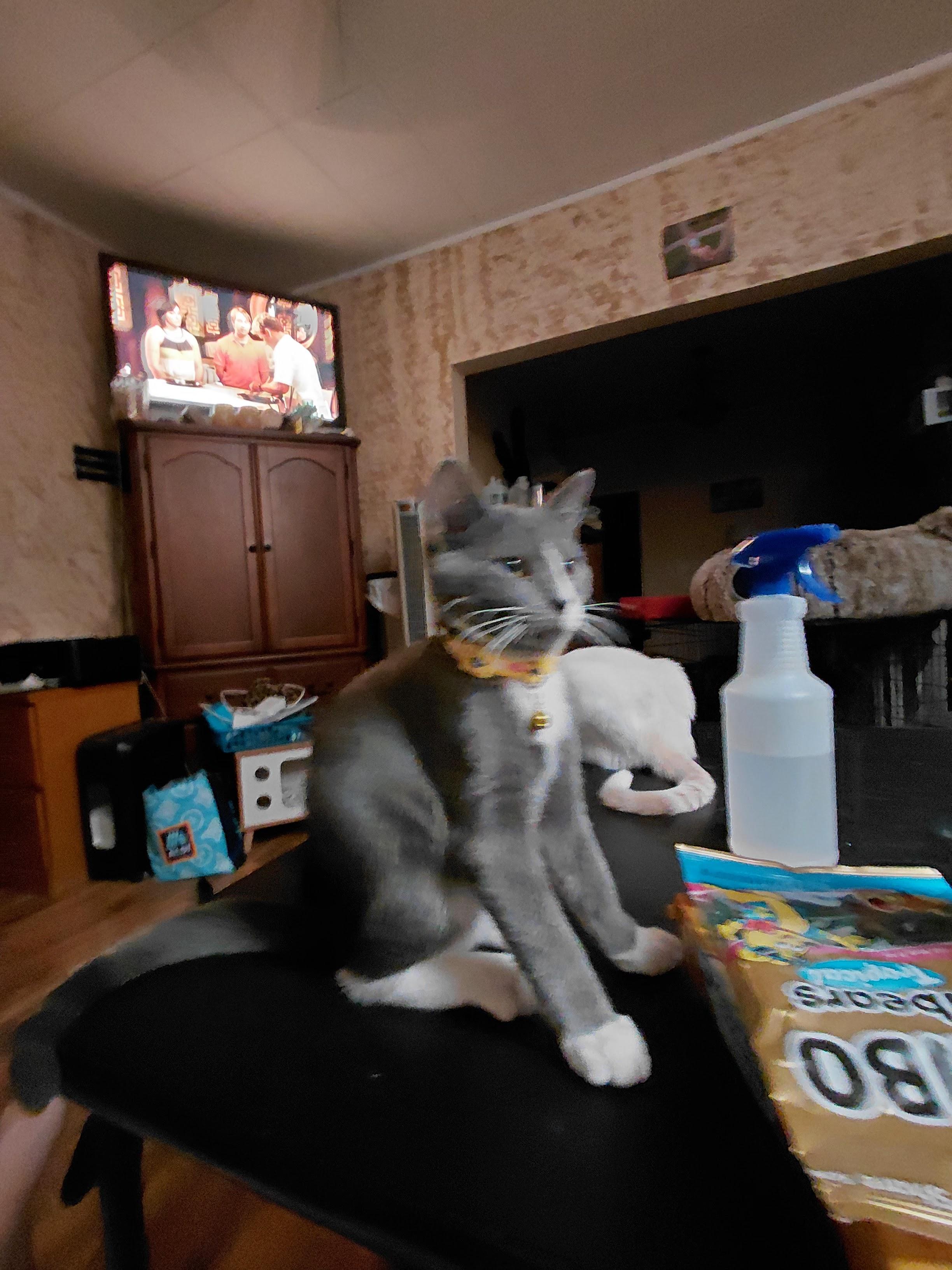 Patrick, a Adoptable Domestic Short Hair in Waseca, MN image 3/3