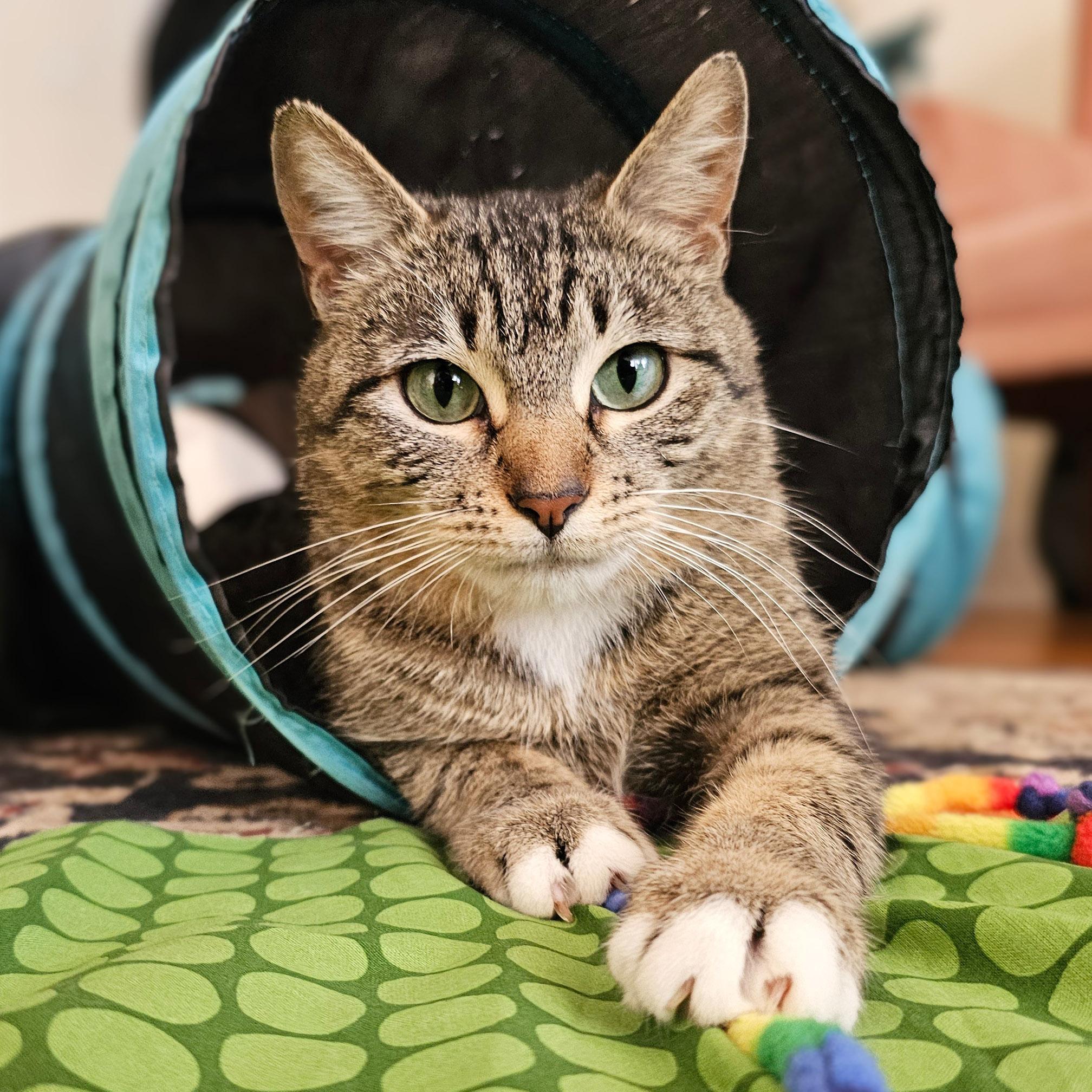 Enlarge Leia, a Adoptable Tabby in Chicago, IL image 1/6