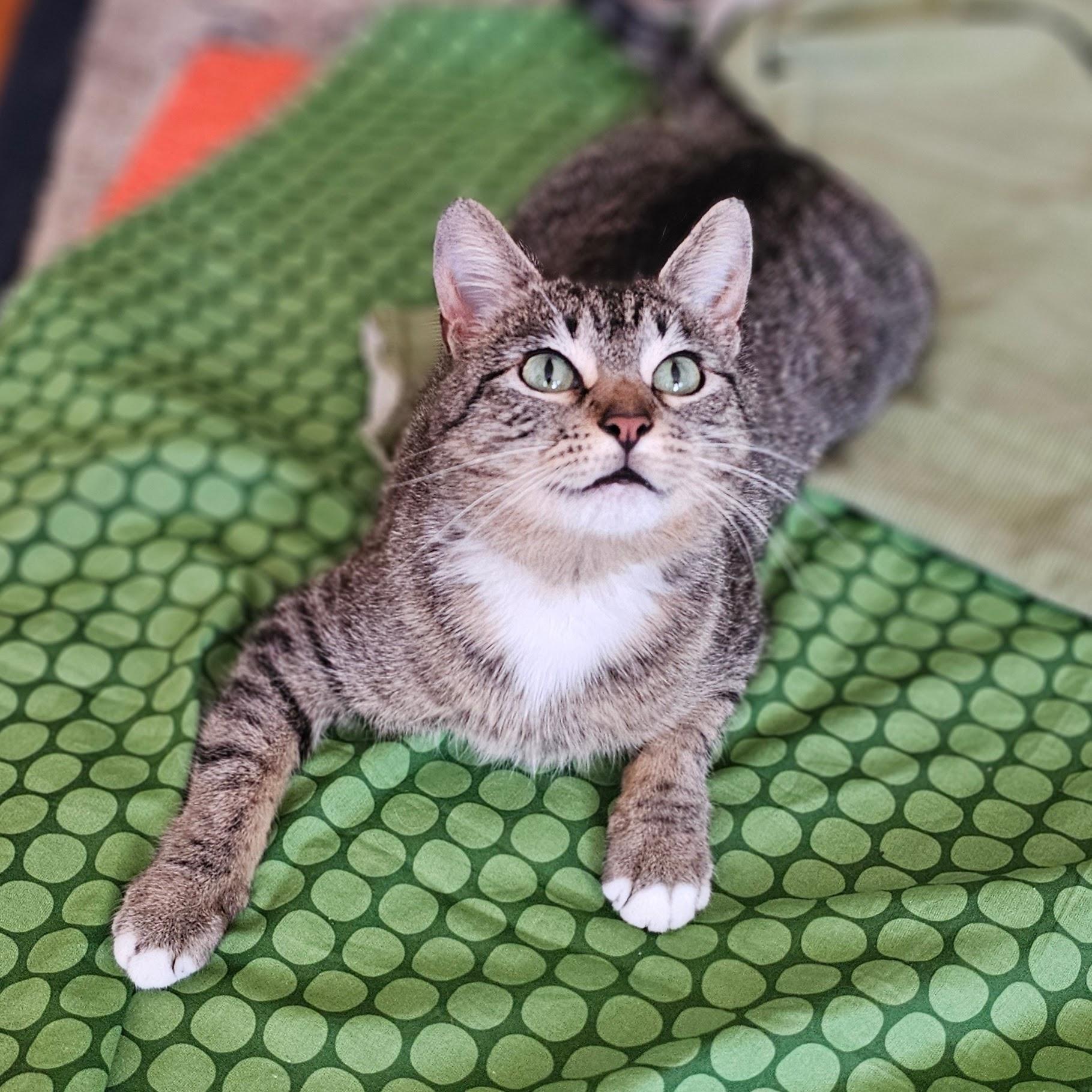 Enlarge Leia, a Adoptable Tabby in Chicago, IL image 5/6