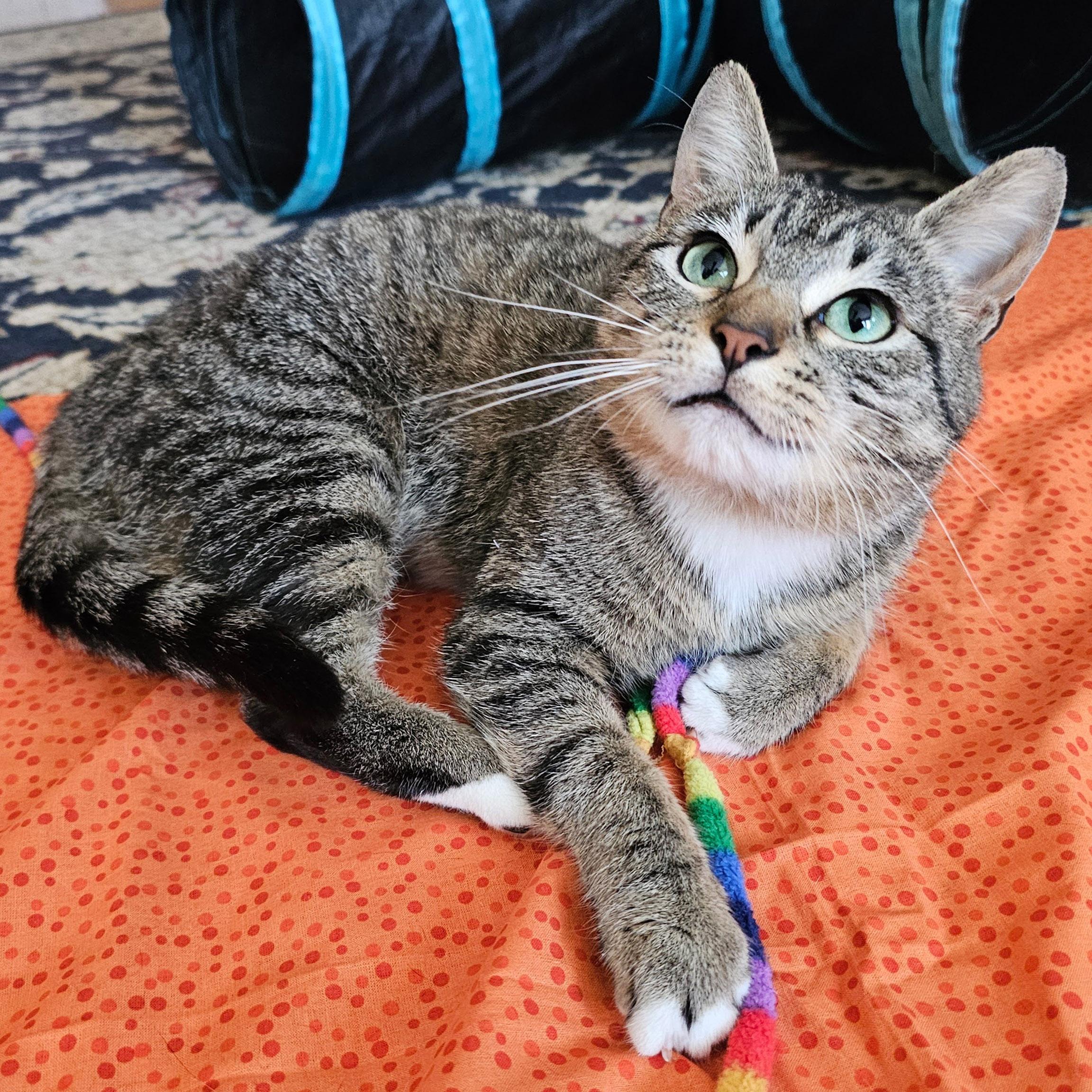 Enlarge Leia, a Adoptable Tabby in Chicago, IL image 6/6