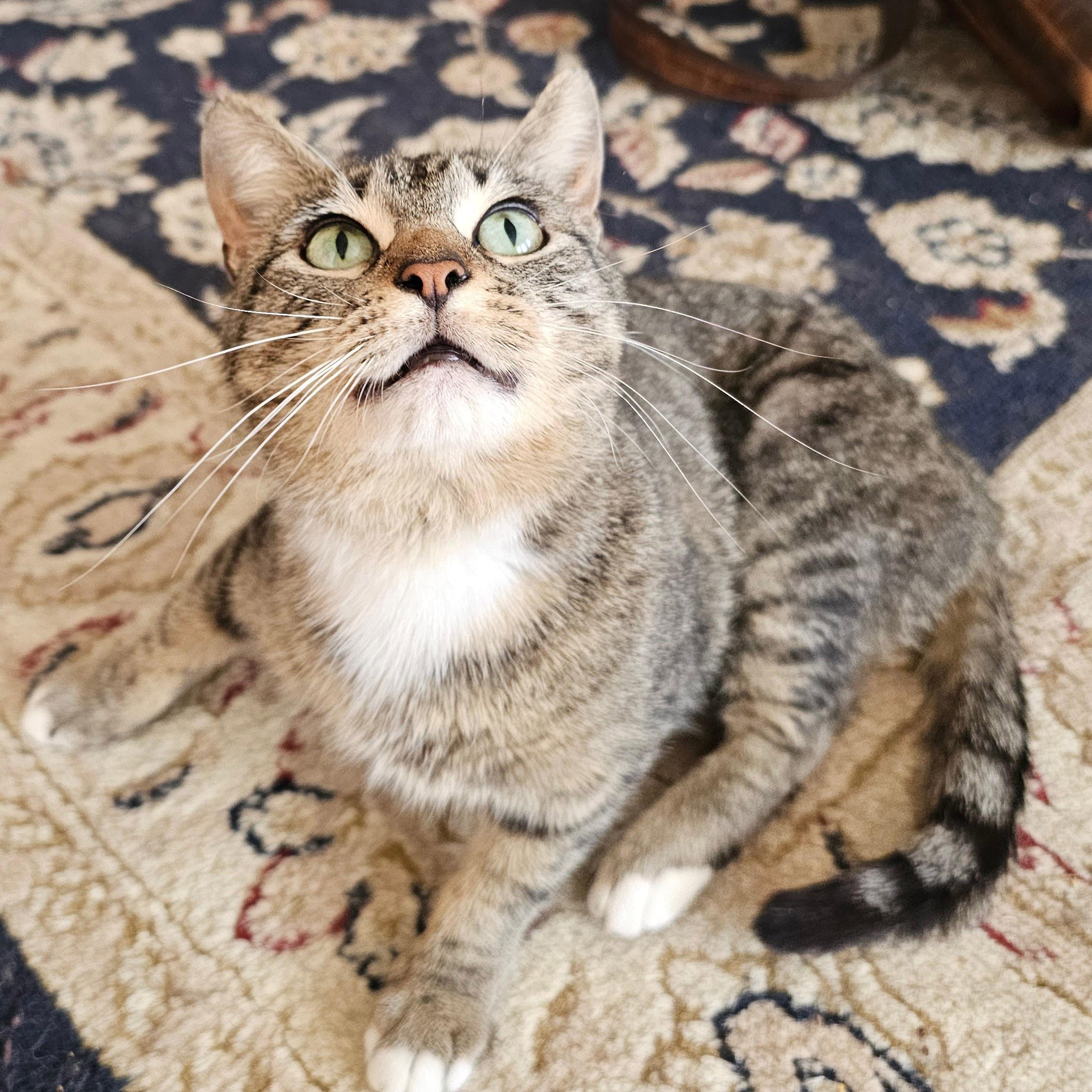 Enlarge Leia, a Adoptable Tabby in Chicago, IL image 2/6