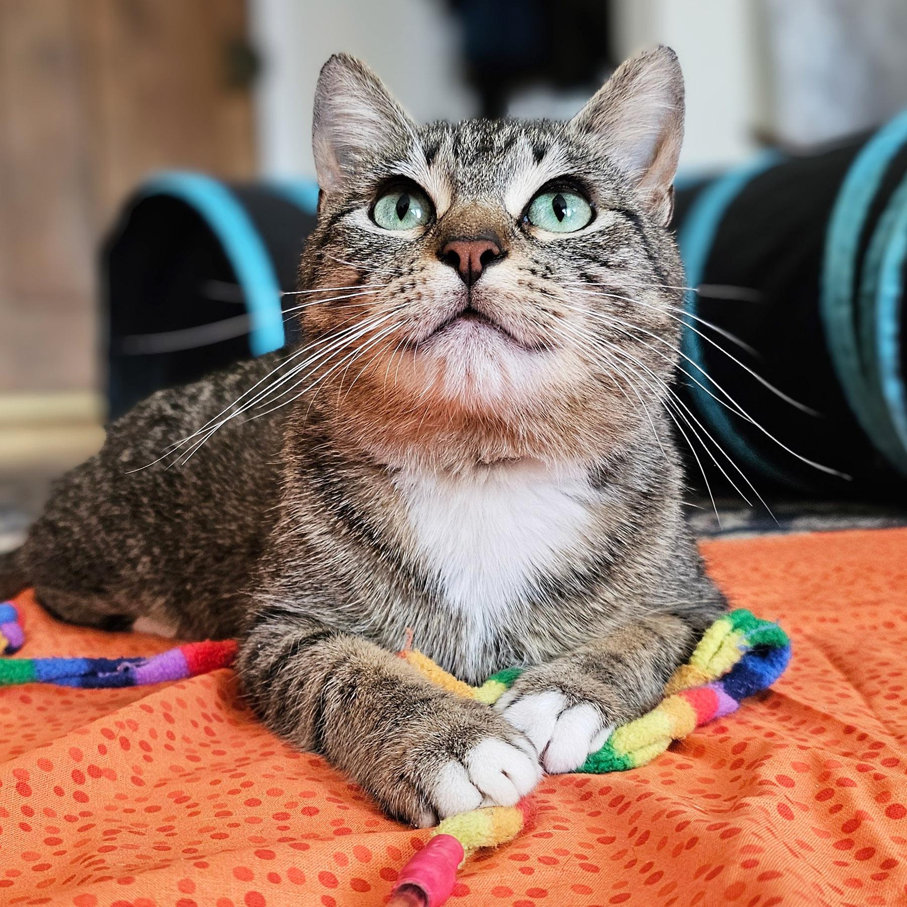 Enlarge Leia, a Adoptable Tabby in Chicago, IL image 3/6
