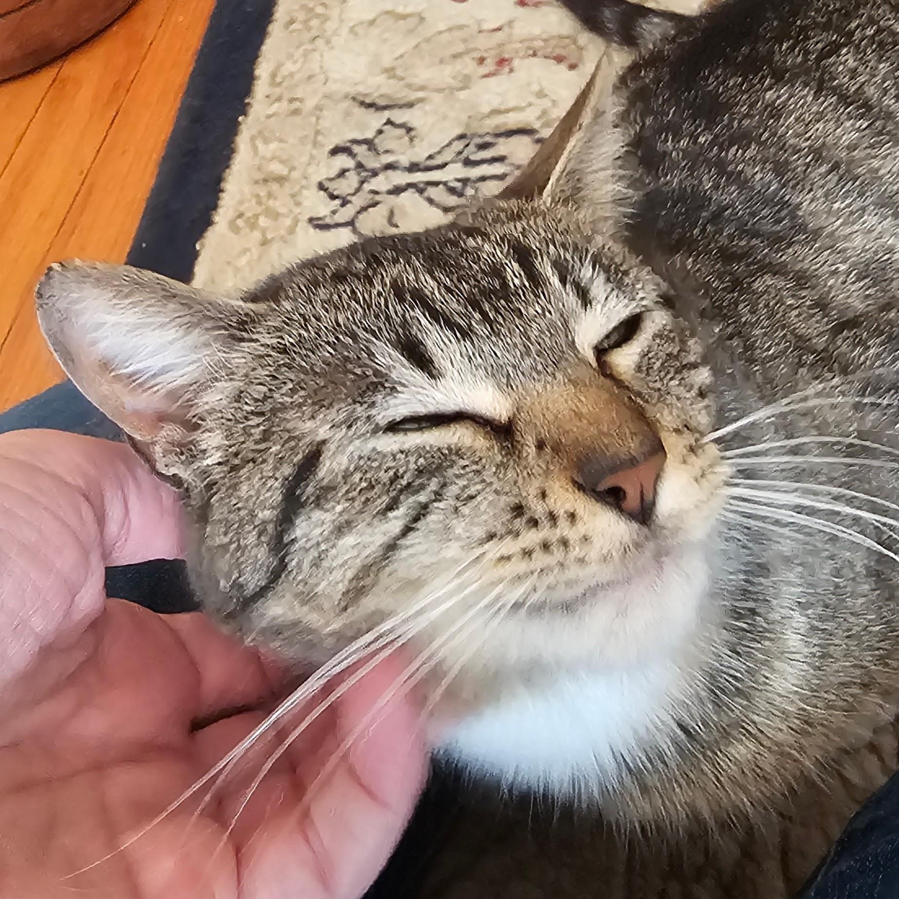 Enlarge Leia, a Adoptable Tabby in Chicago, IL image 4/6