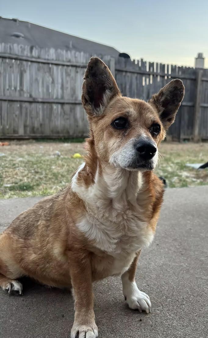 Enlarge Norma, a Adoptable mixed breed in Arlington, TX image 1/4