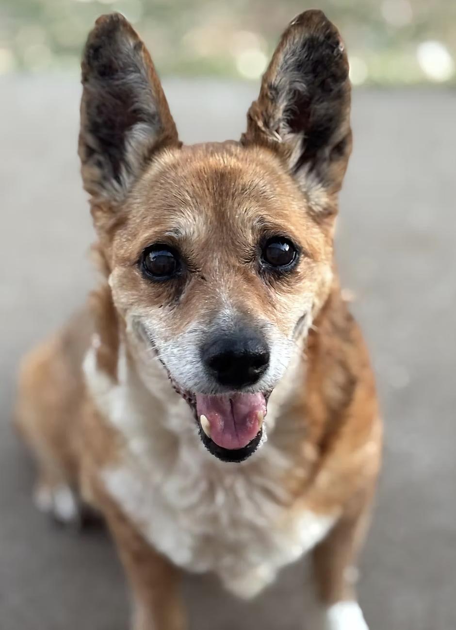 Norma, Adoptable, Senior Female Pembroke Welsh Corgi.