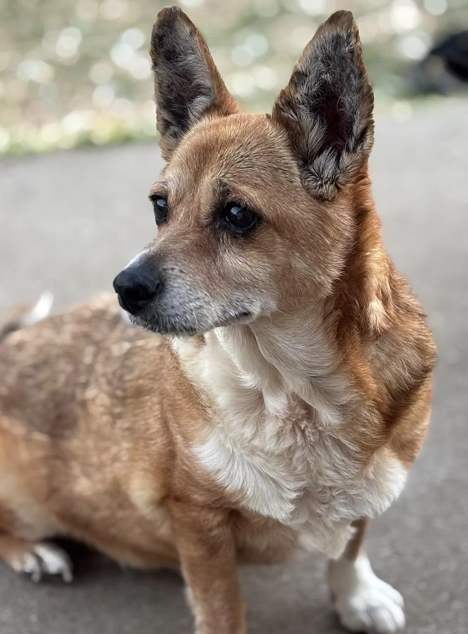 Enlarge Norma, a Adoptable mixed breed in Arlington, TX image 2/4