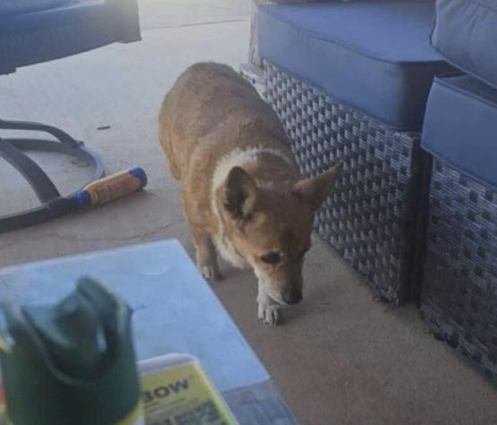 Norma, a Adoptable mixed breed in Arlington, TX image 4/4