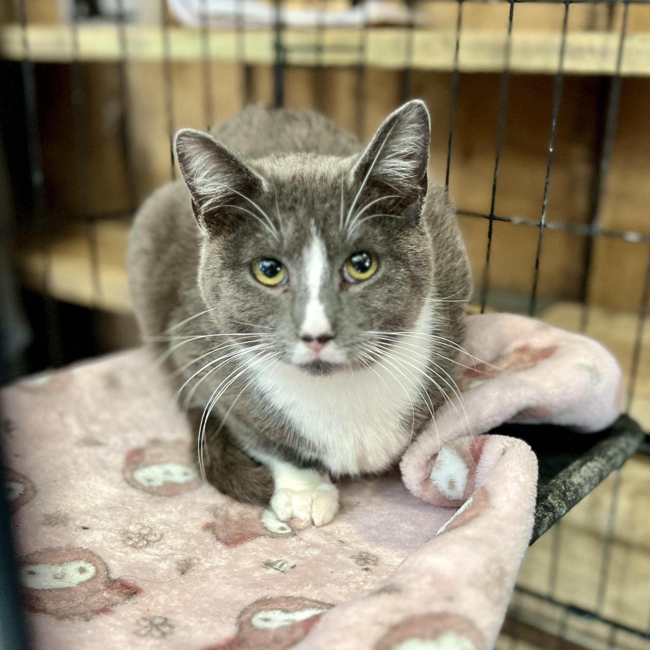 Enlarge Harry, a ADOPTABLE Domestic Short Hair in Waveland, IN image 2/2