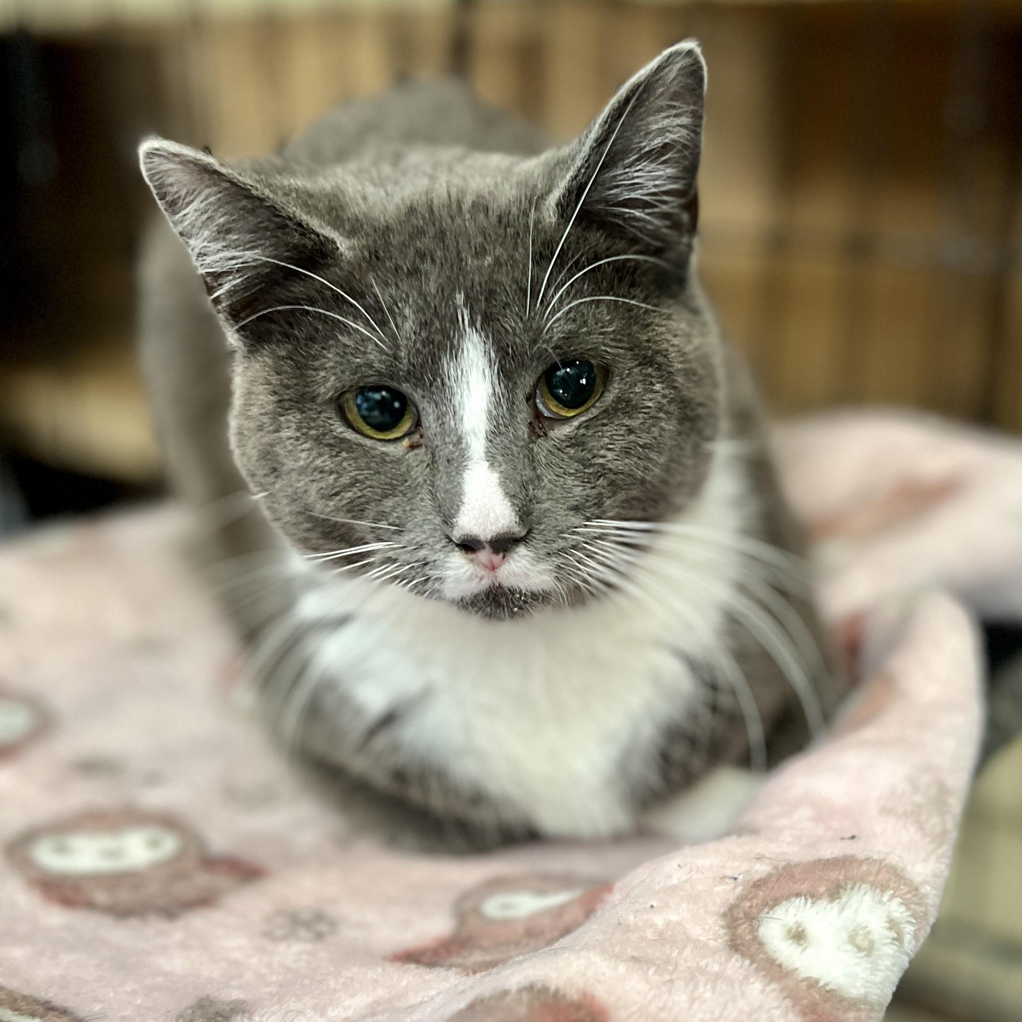 Harry, ADOPTABLE, Young Male Domestic Short Hair.