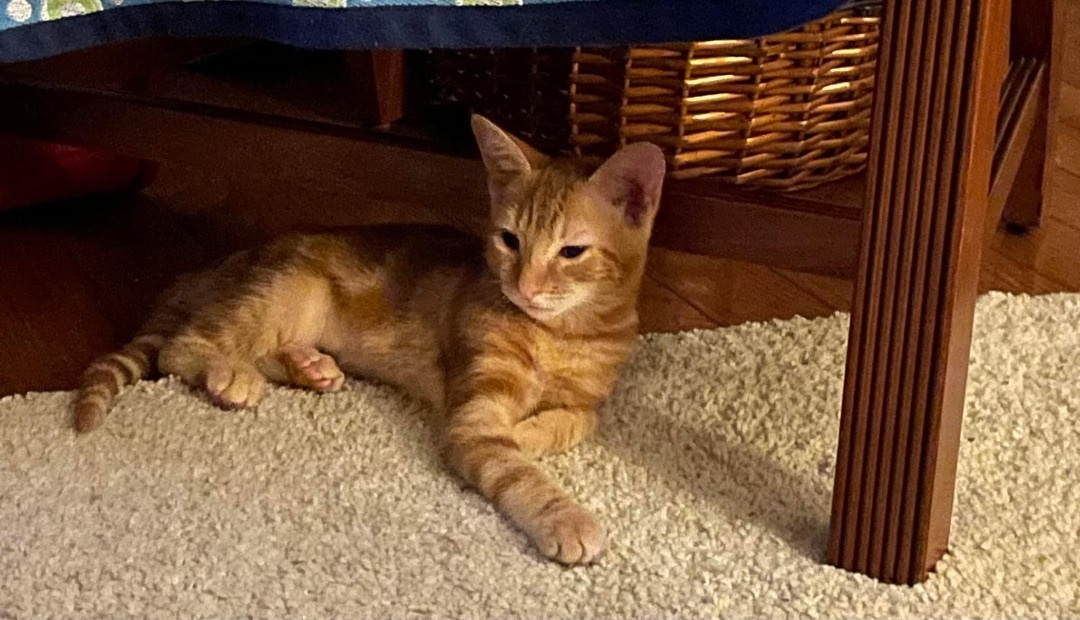 Enlarge Jelly (SBT), a Adopted Domestic Short Hair in Columbia, SC image 1/1