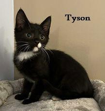 Tyson, Adoptable, Young Male Domestic Short Hair.