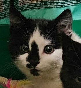 Jolly, Adoptable, Young Male Domestic Short Hair.