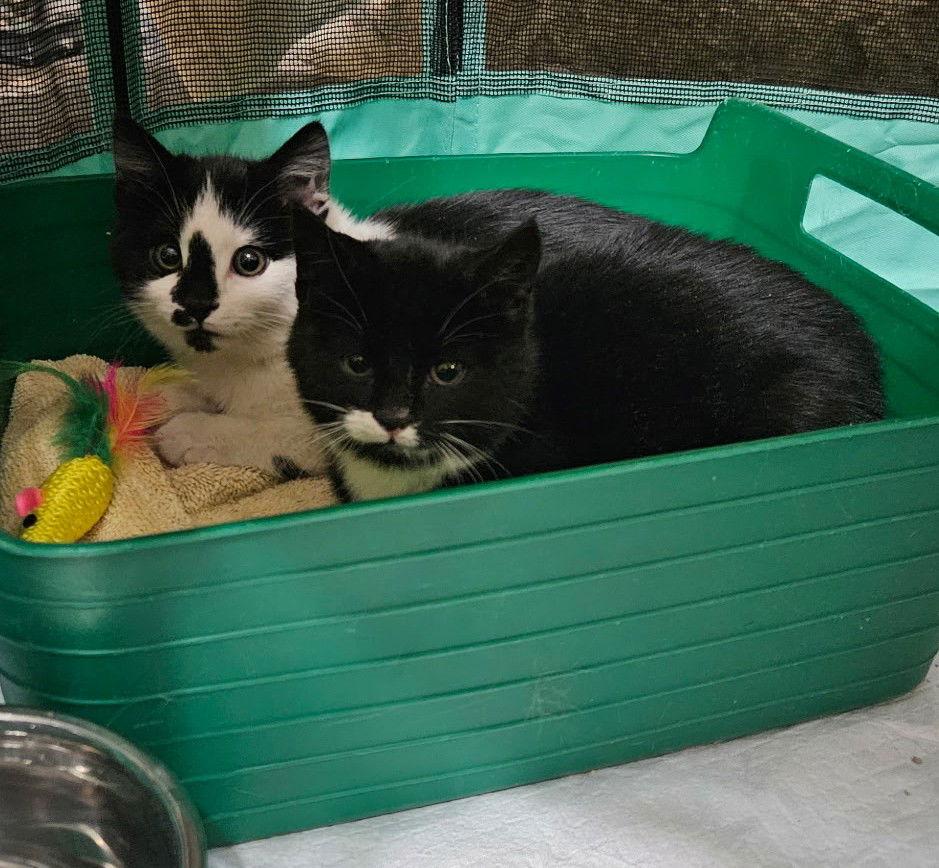 Enlarge Jolly, a Adoptable Domestic Short Hair in Evergreen, CO image 2/2