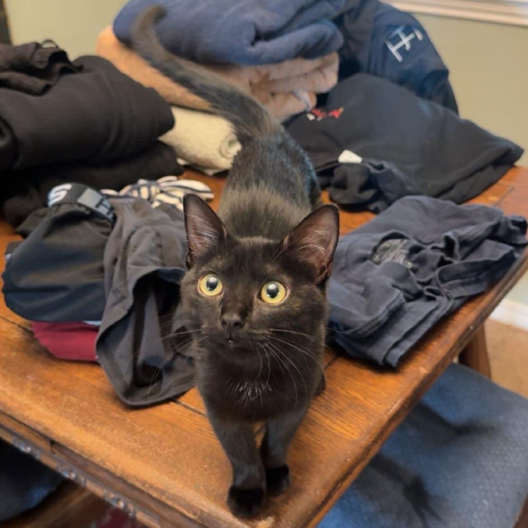 Enlarge Fancy, a Adoptable Domestic Short Hair in Fort Worth, TX image 2/6