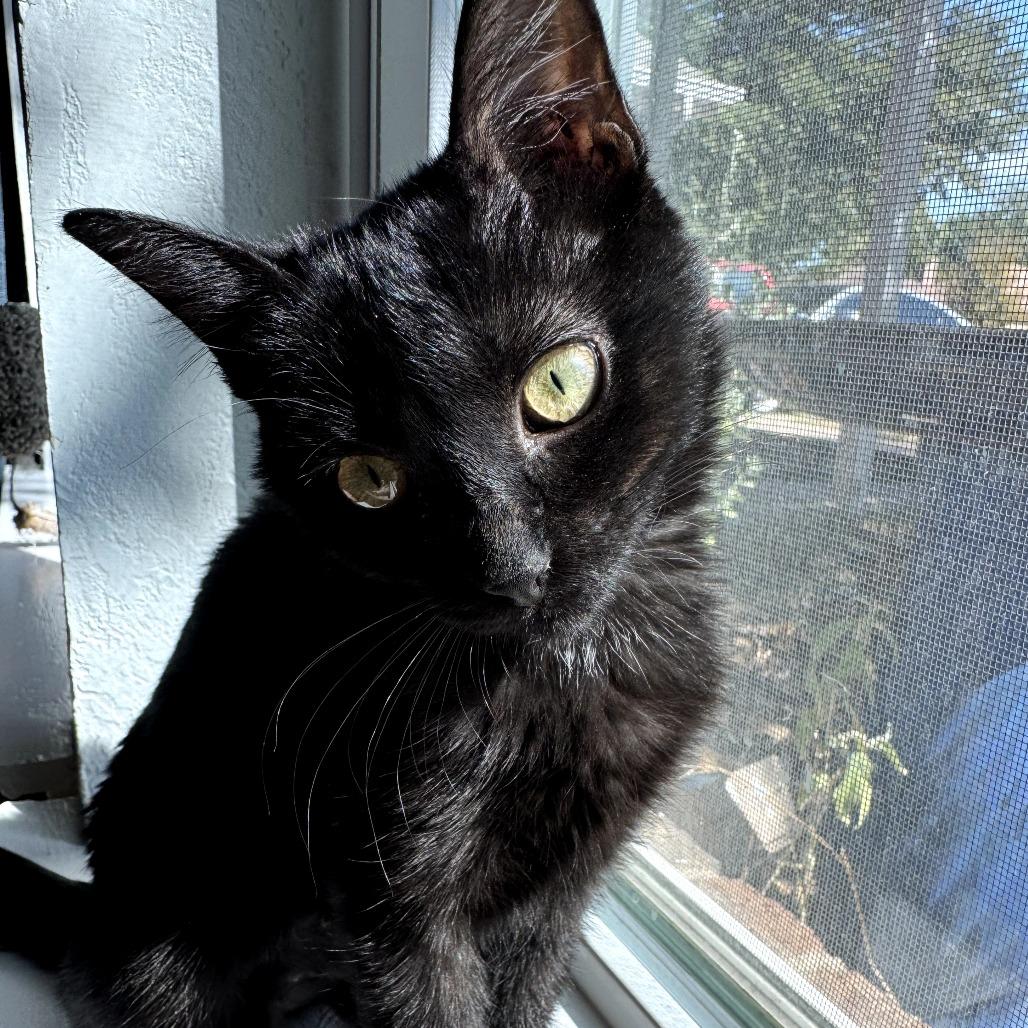 Enlarge Fancy, a Adoptable Domestic Short Hair in Fort Worth, TX image 4/6