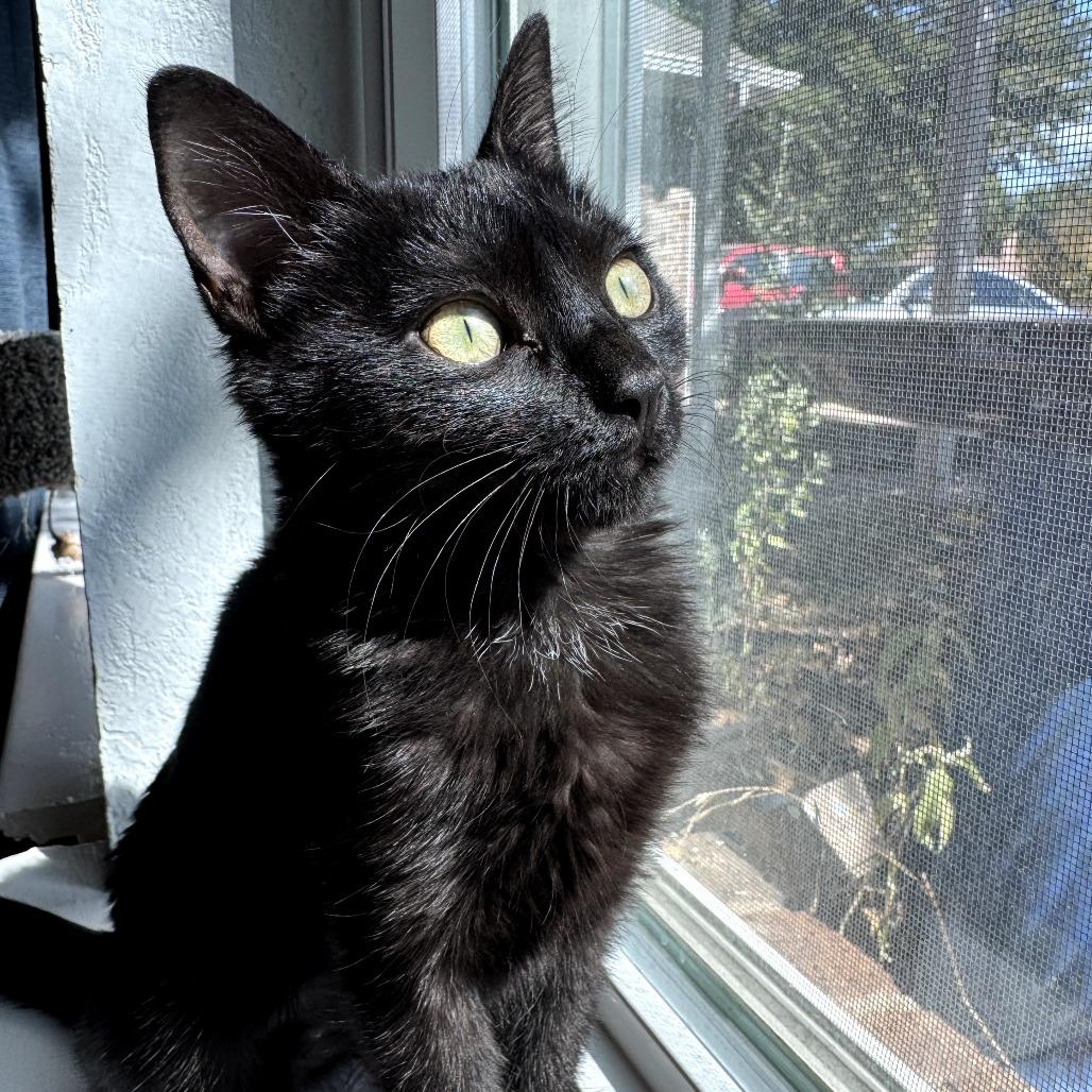 Enlarge Fancy, a Adoptable Domestic Short Hair in Fort Worth, TX image 1/6